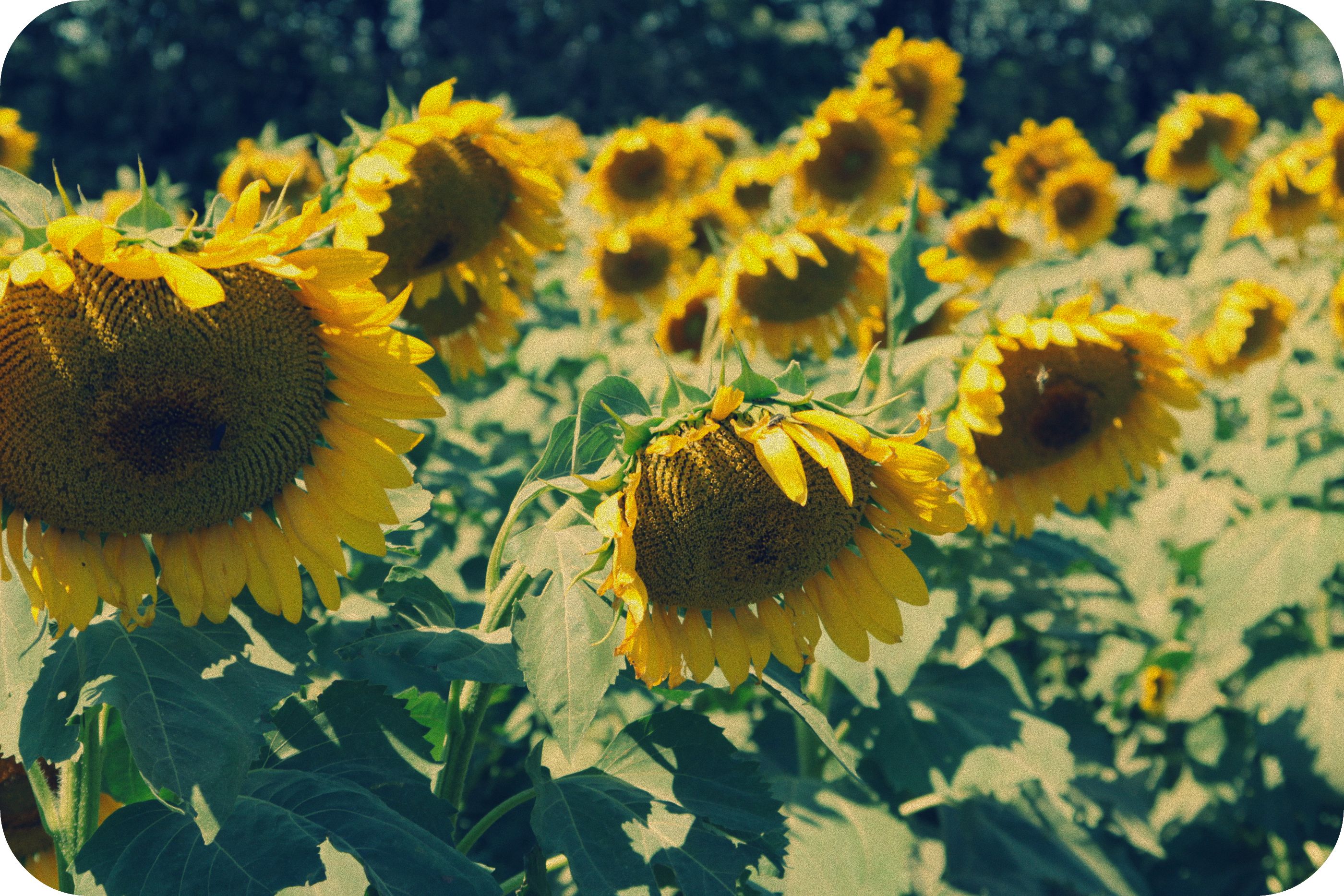 whatever: dying sunflowers
