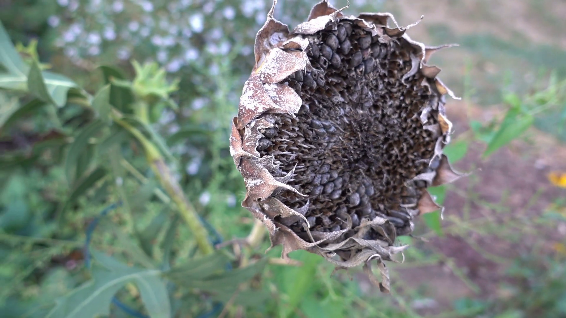 dried sunflower seeds plant dry Stock Video Footage - VideoBlocks