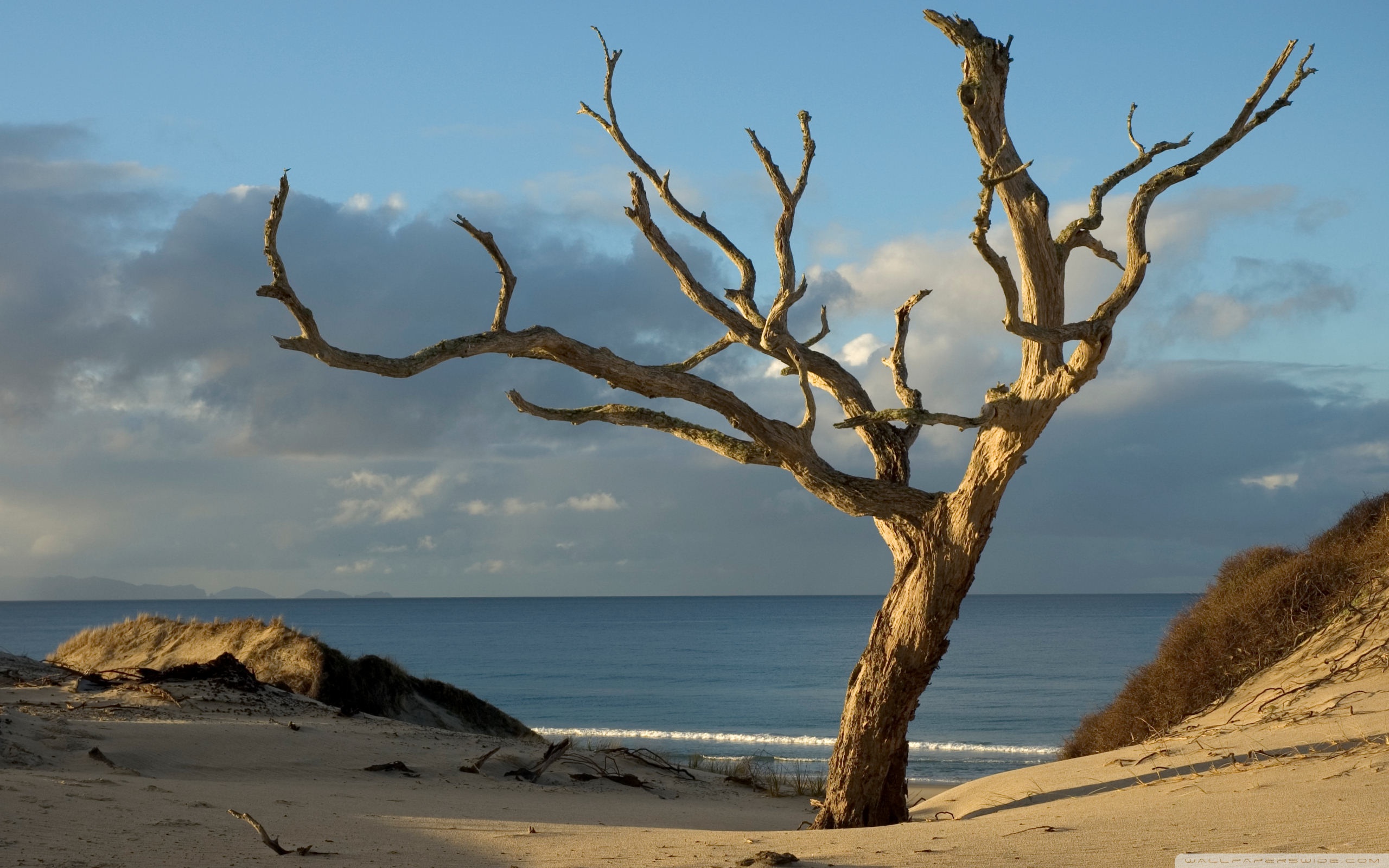 Dry Tree On The Beach ❤ 4K HD Desktop Wallpaper for • Tablet ...