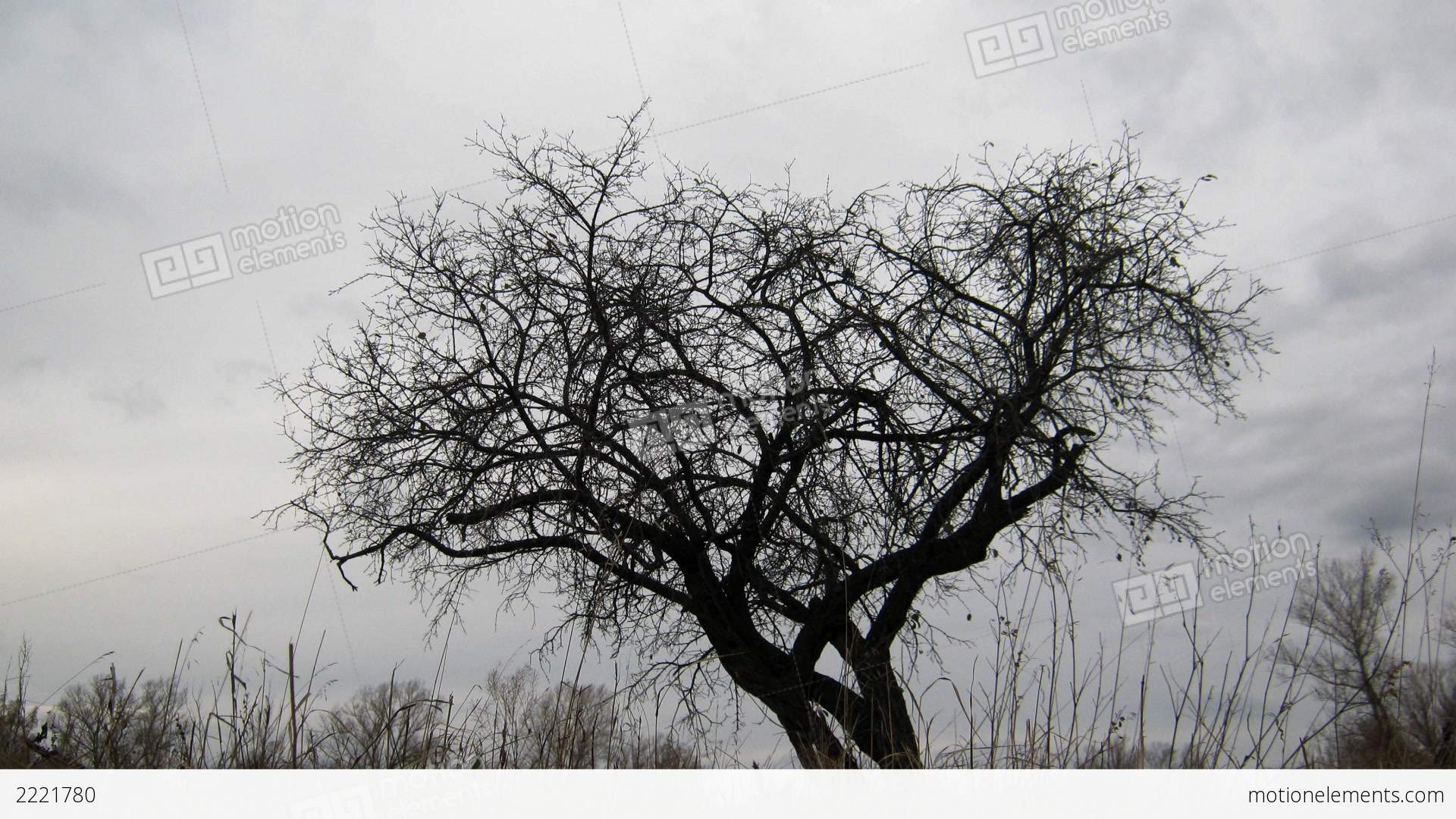 Dry Tree Under Moody Overcast Sky Stock video footage | 2221780