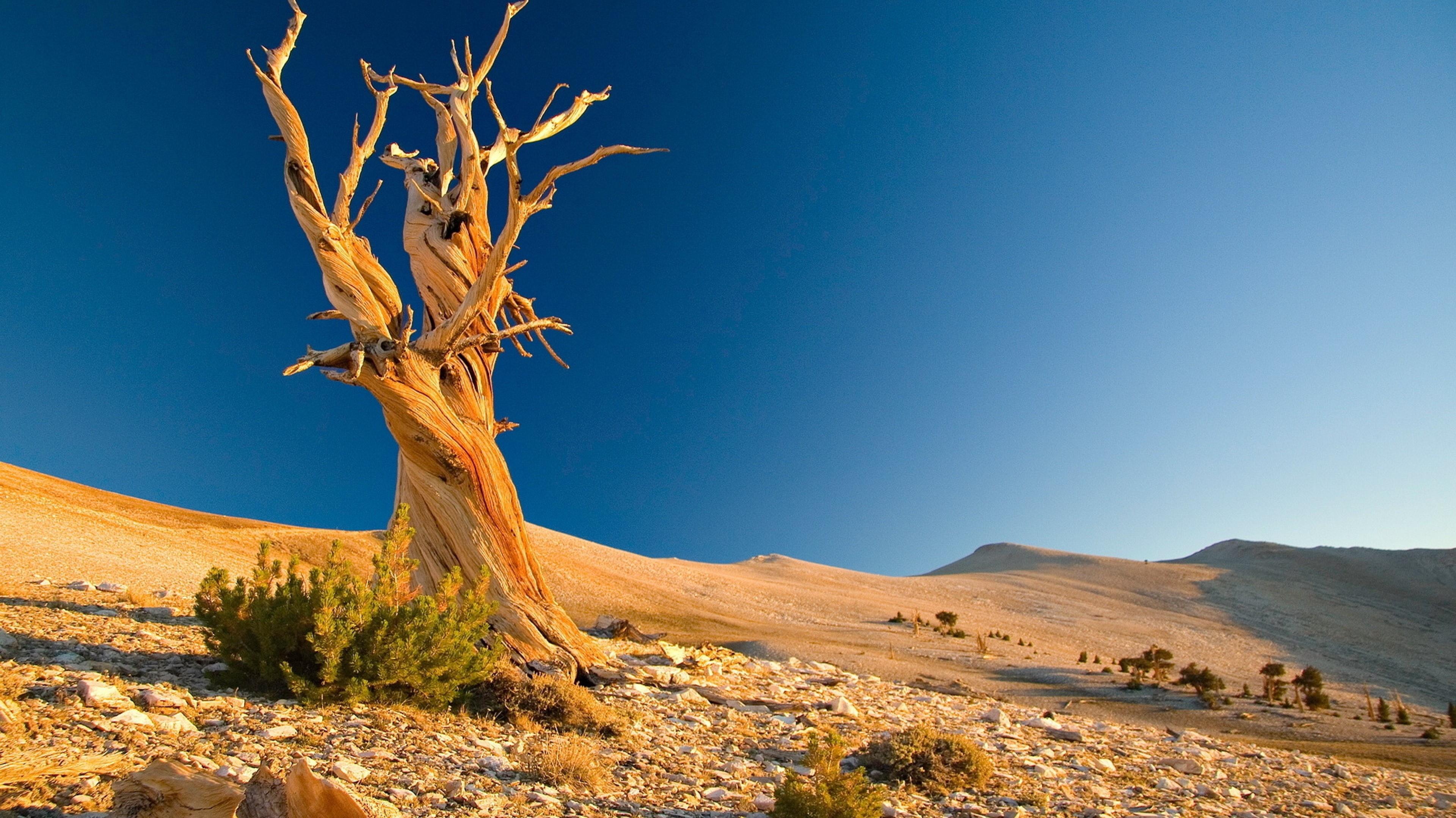 Dry Tree In The Desert Wallpaper | Wallpaper Studio 10 | Tens of ...