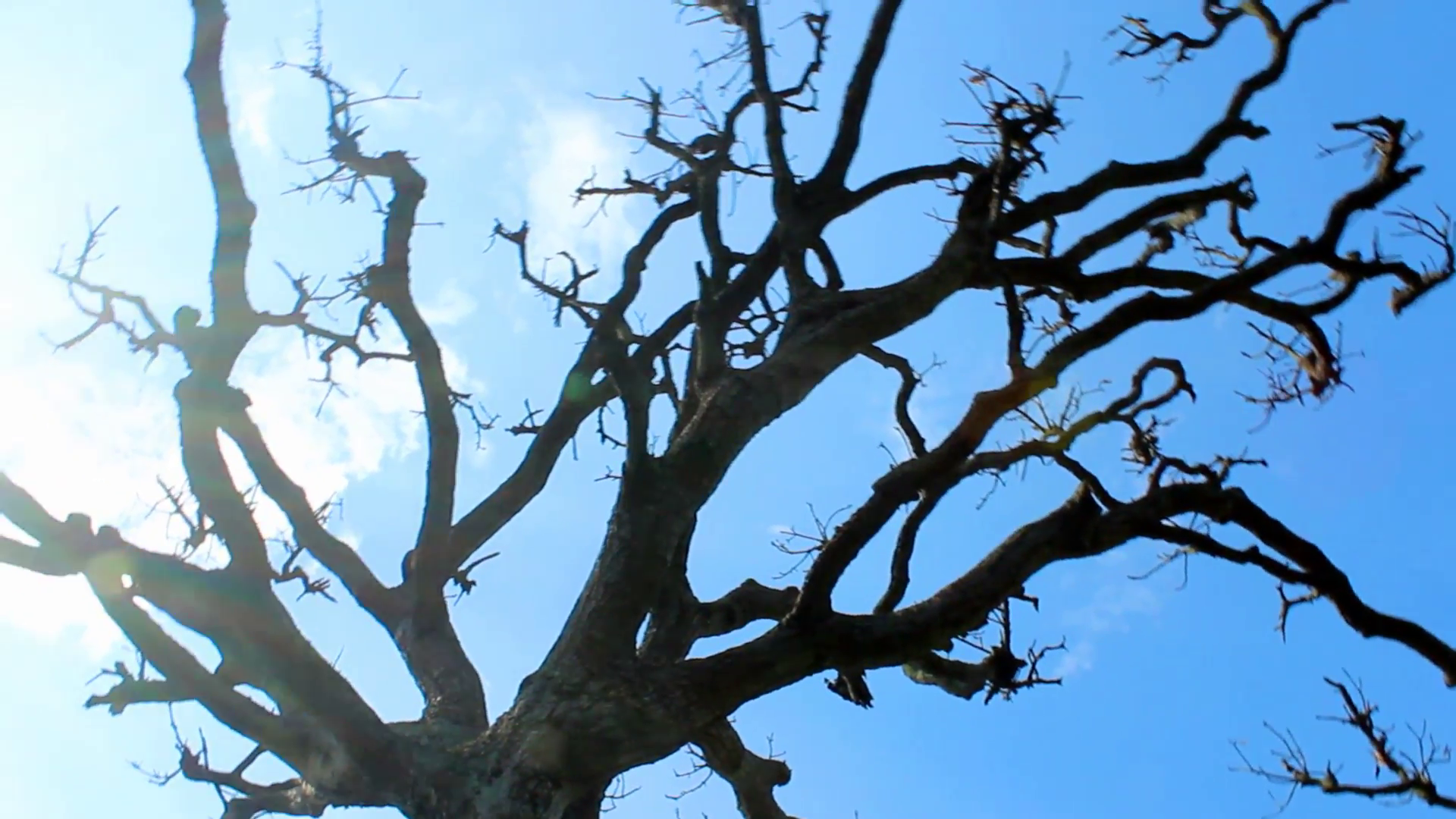 dry tree and the sky Stock Video Footage - Videoblocks
