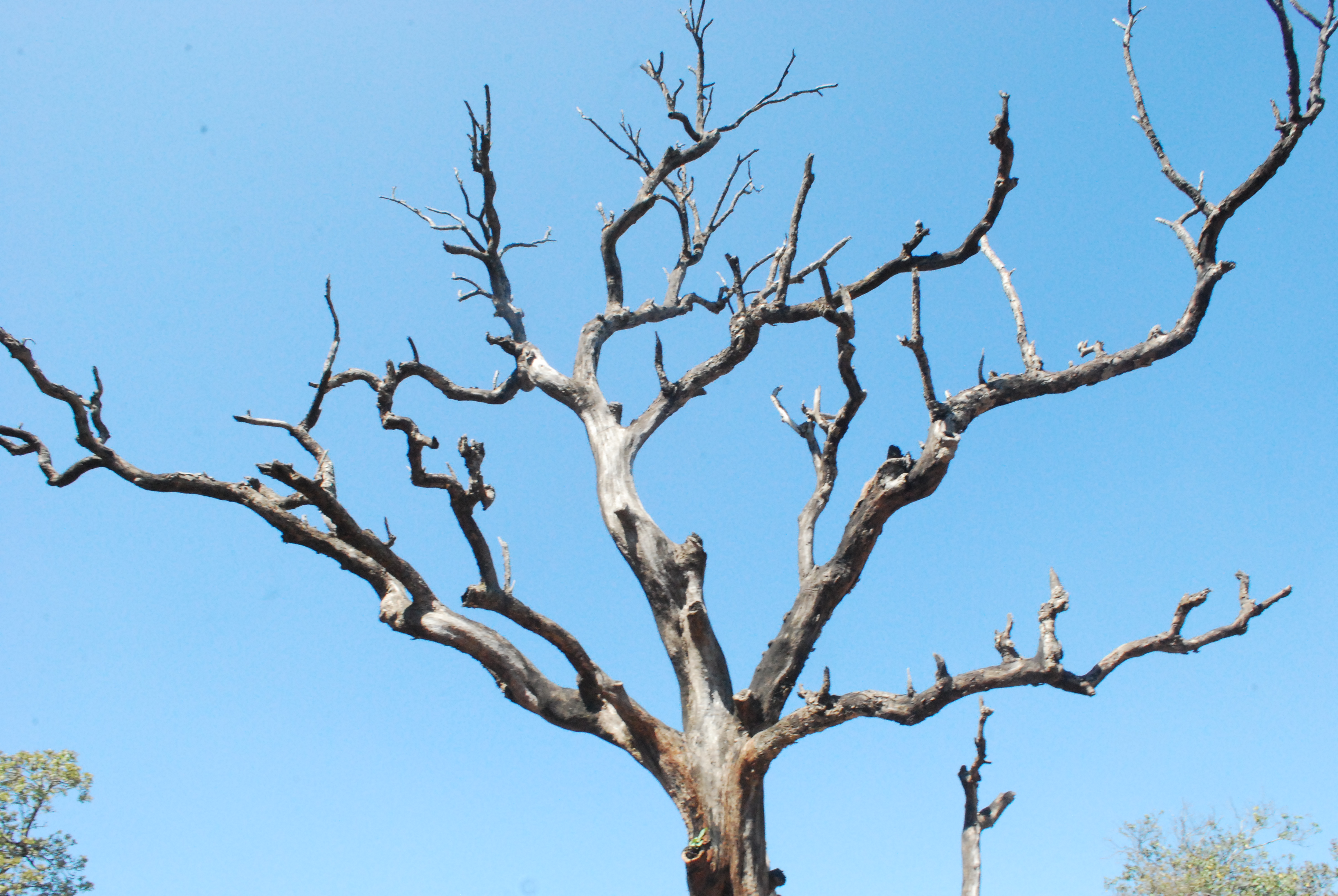 File:A Dry Tree.jpg - Wikimedia Commons
