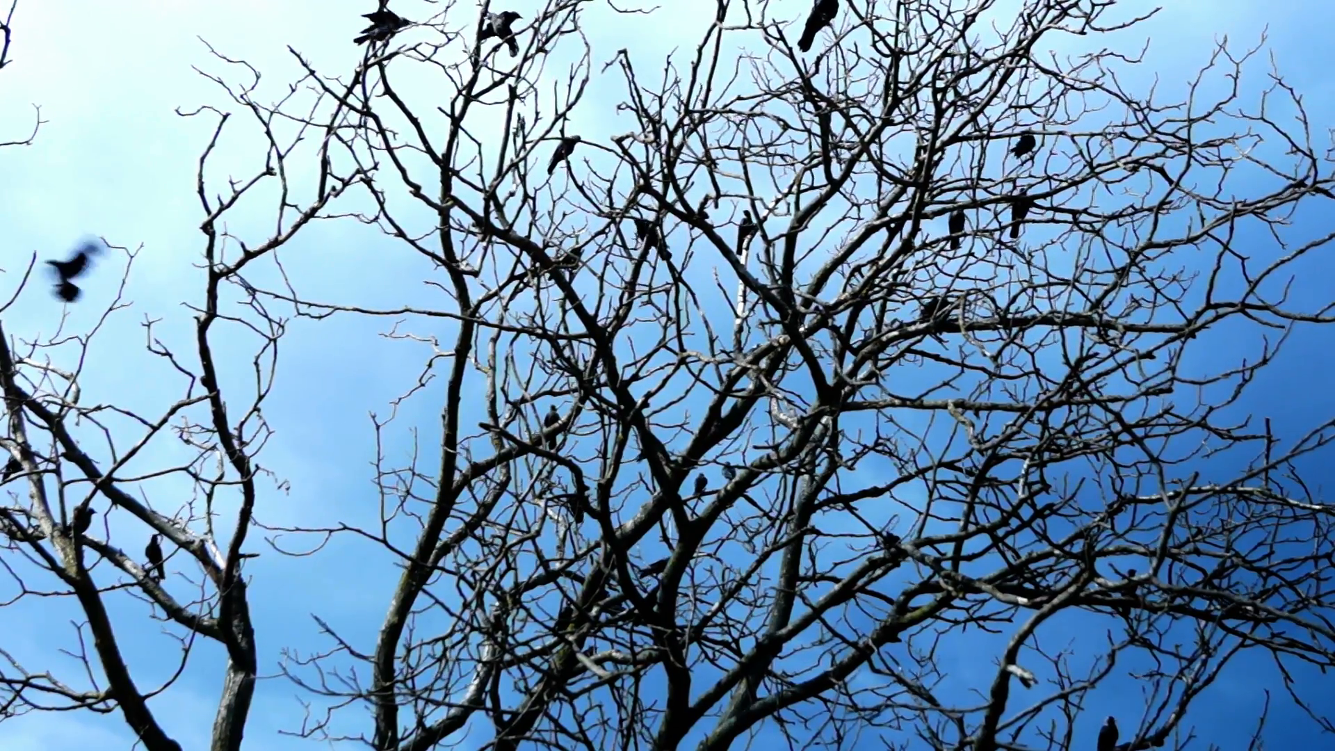 Crows In A Dry Tree On A Background Of Blue Sky Stock Video Footage ...