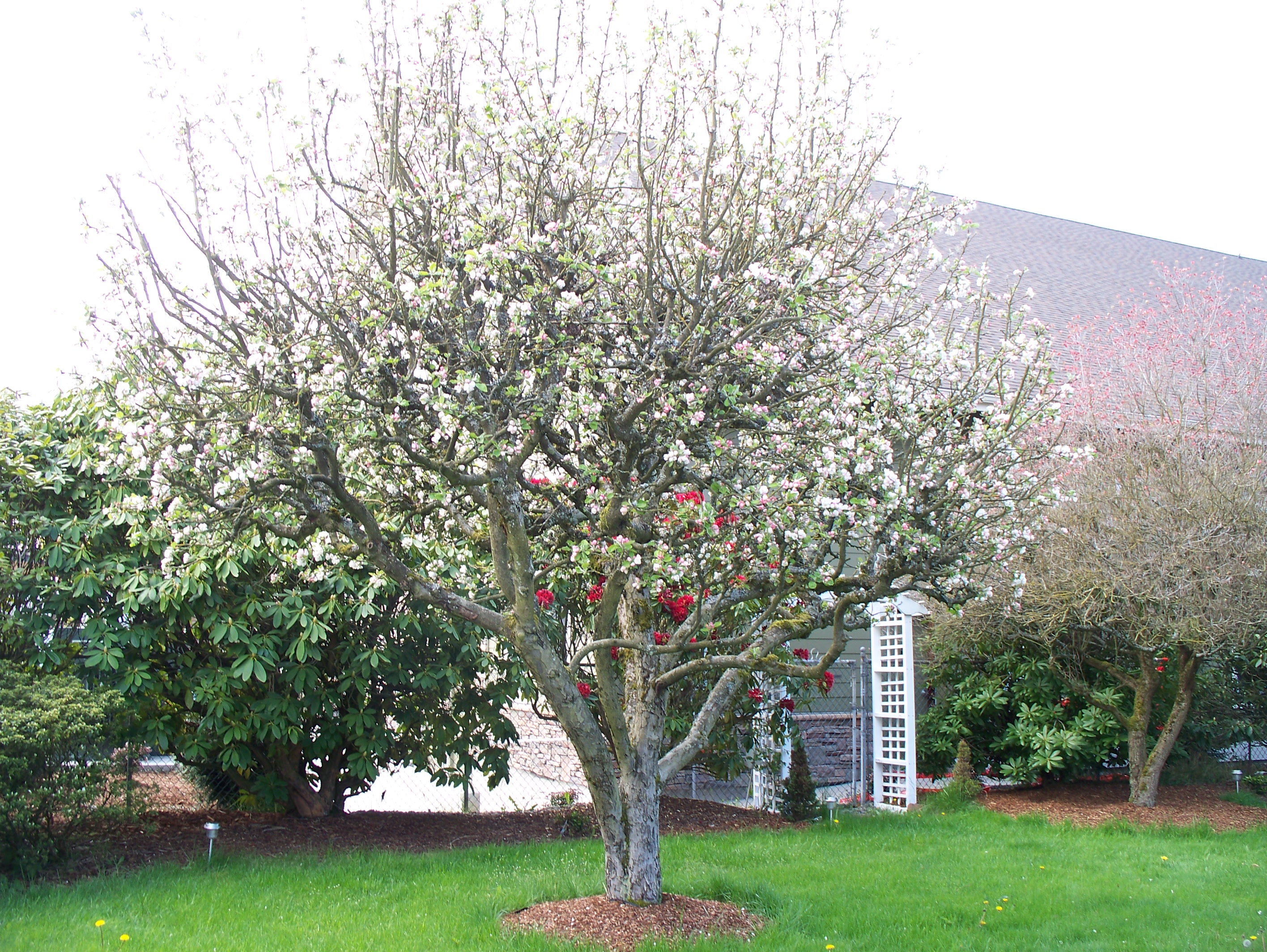 File:Apple Tree in Full Bloom.JPG - Wikimedia Commons