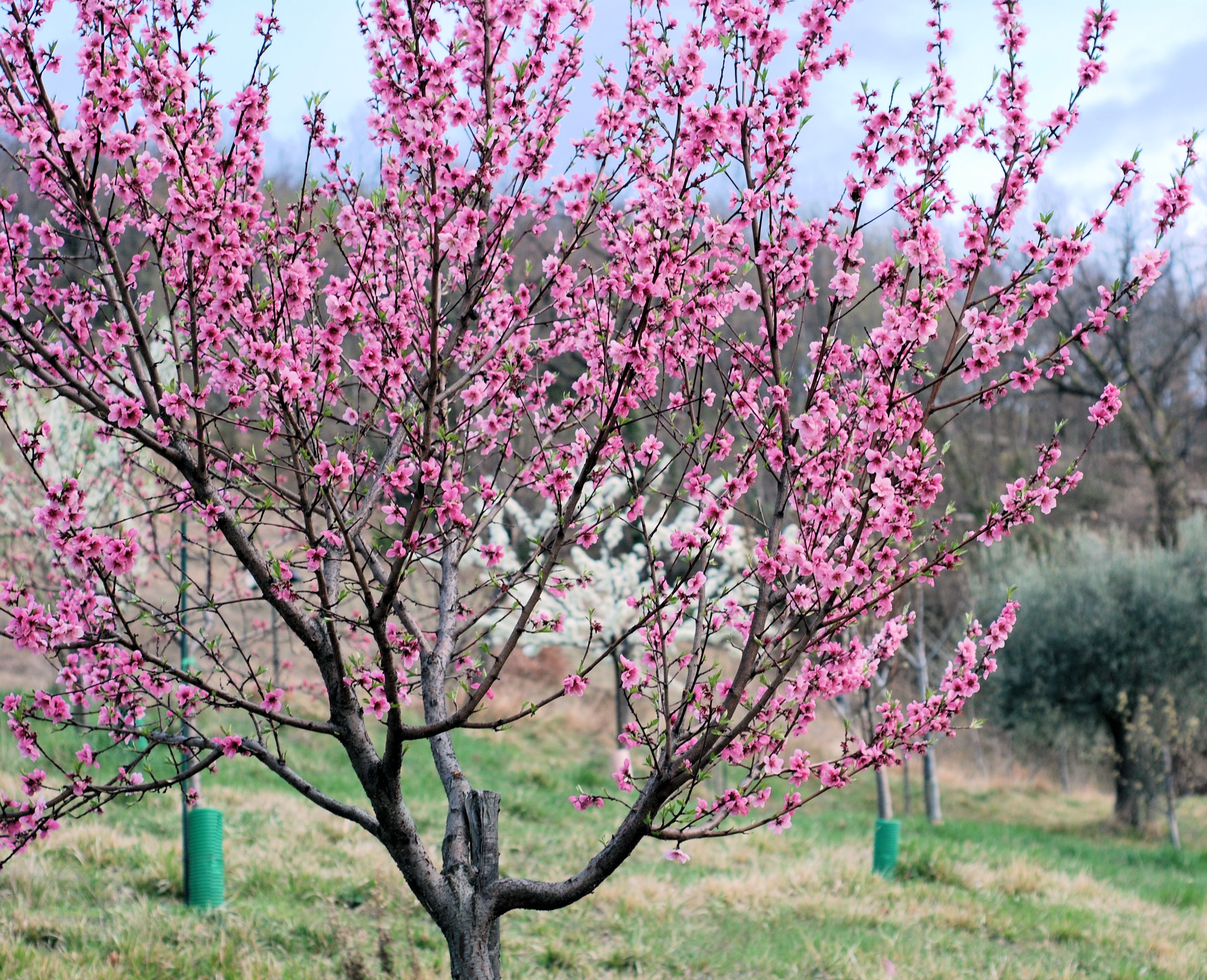 nectarine tree | Living In Italy