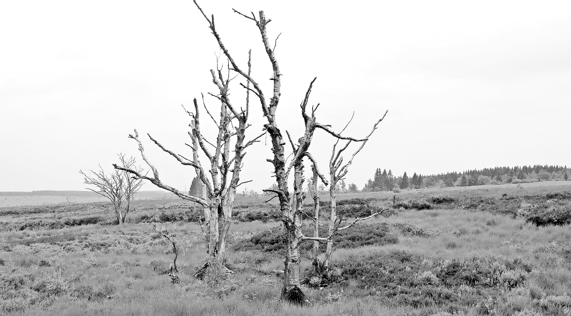 Dry trees photo
