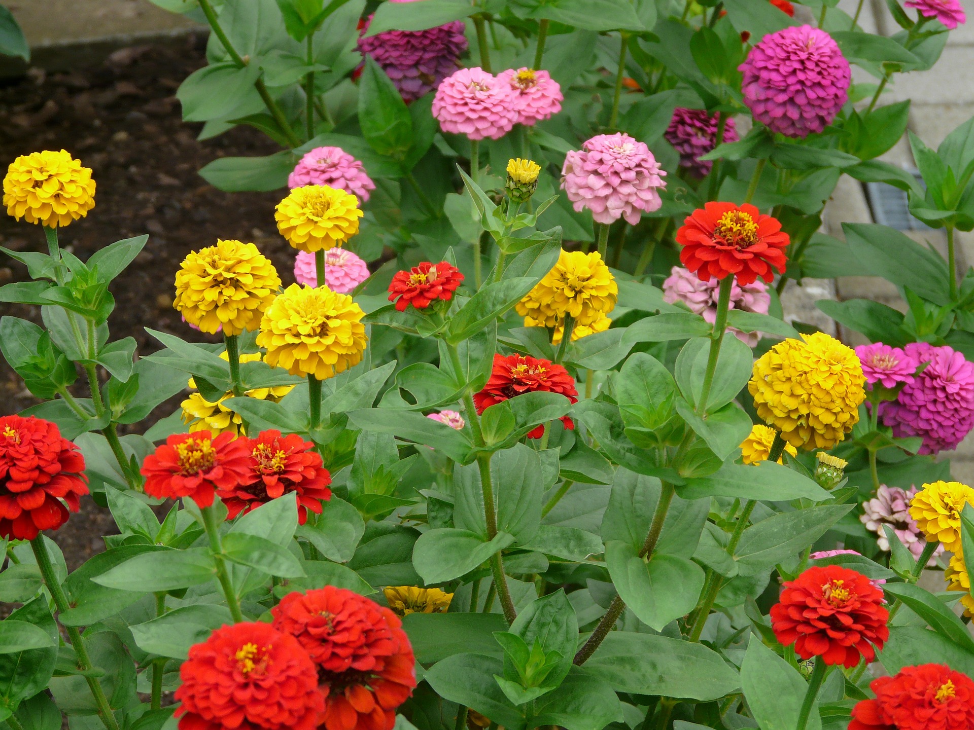 Zinnias: How to Plant, Grow, and Care for Zinnia Flowers | The Old ...