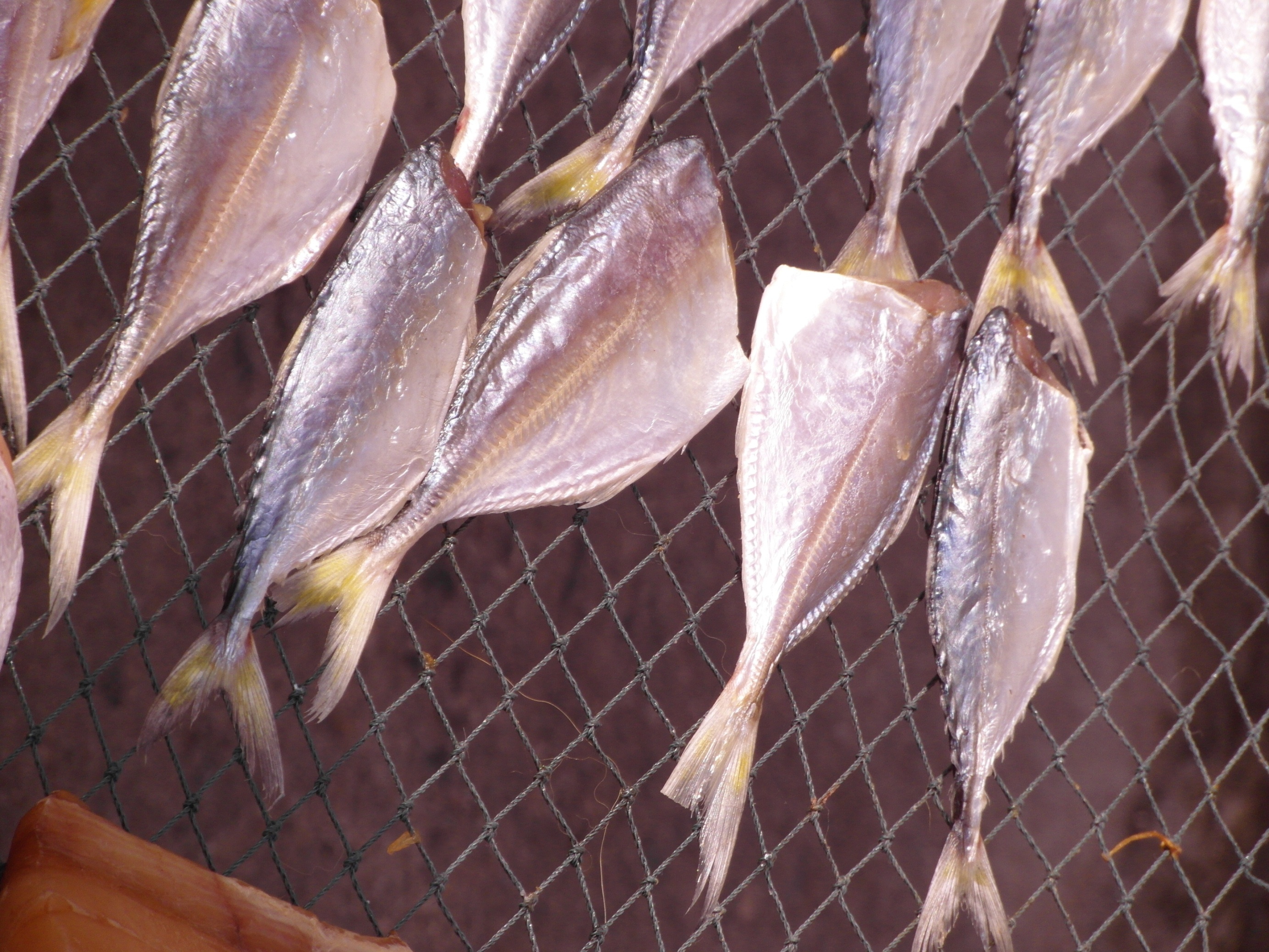 Drying fish photo