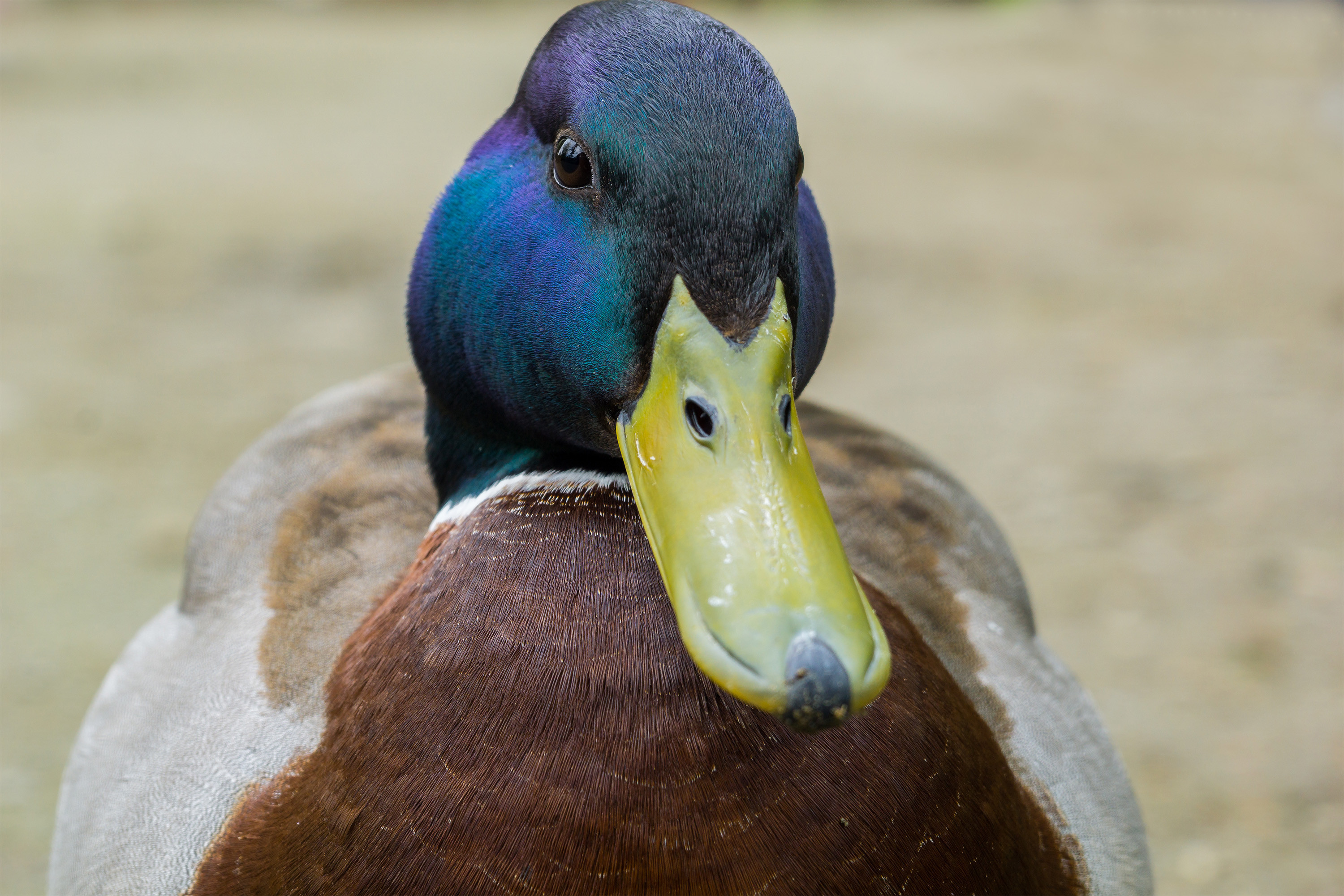 The horrible thing you never knew about ducks