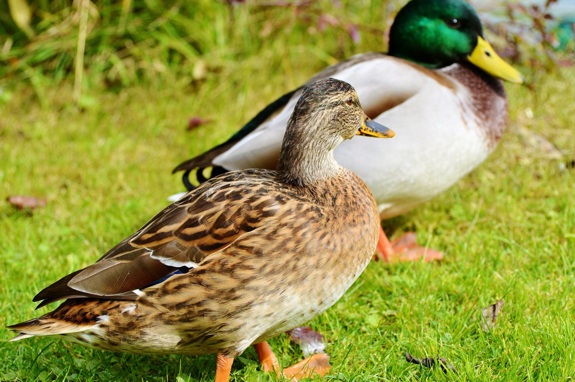Ducks photo