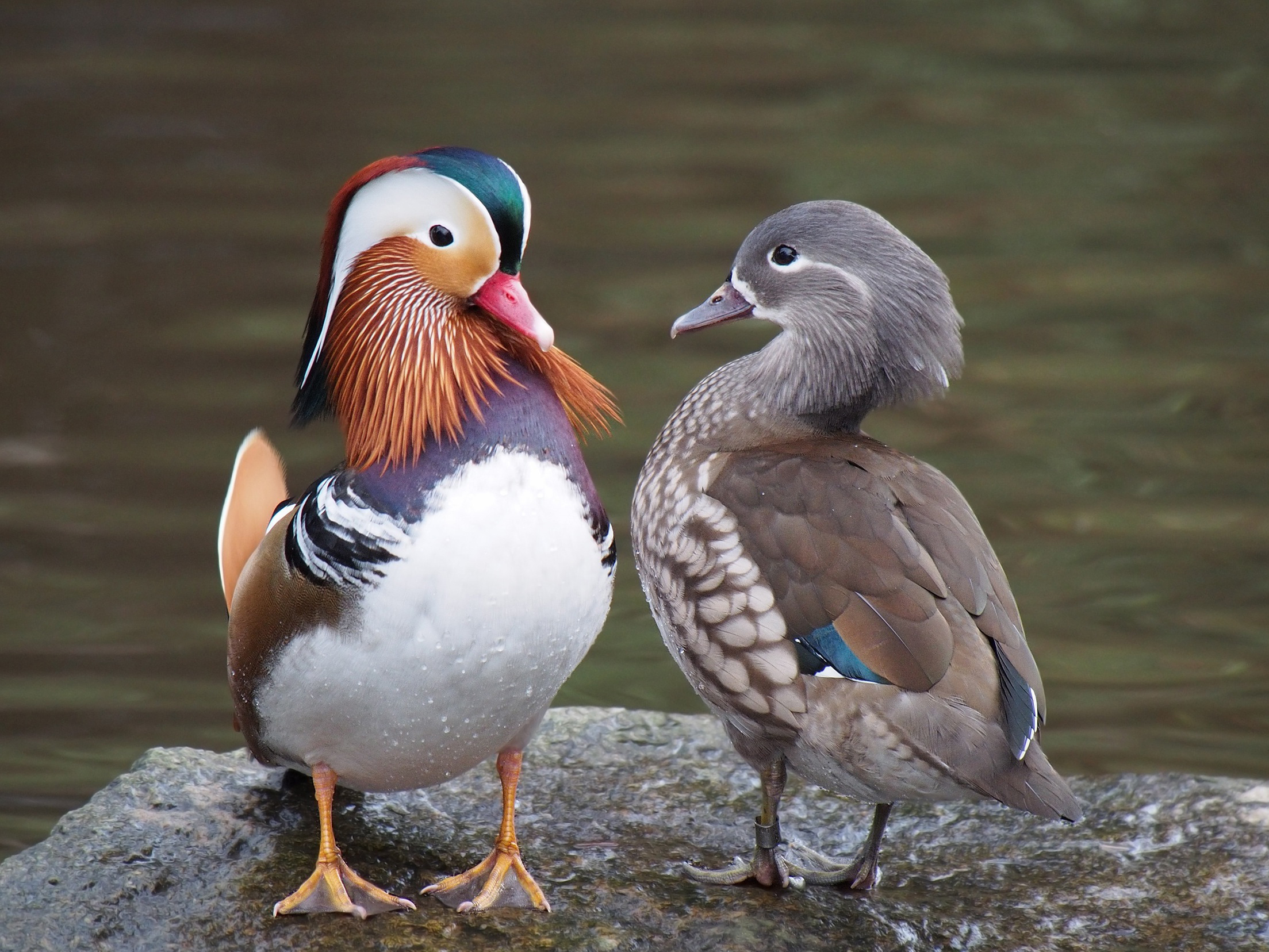 Mandarin duck - Wikipedia