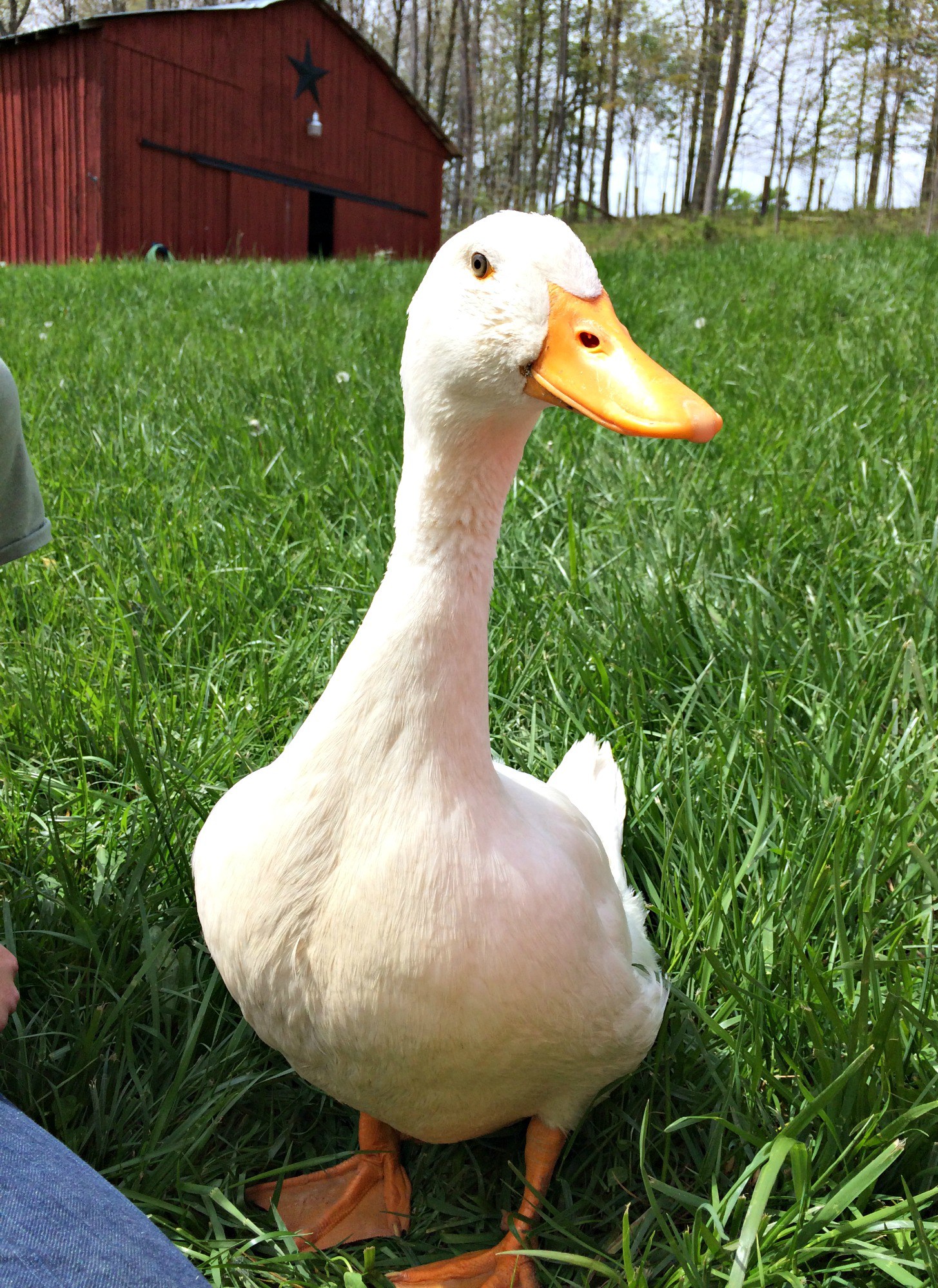 What You Need to Know About Keeping Ducks – QUACK! – Farm Fresh For ...