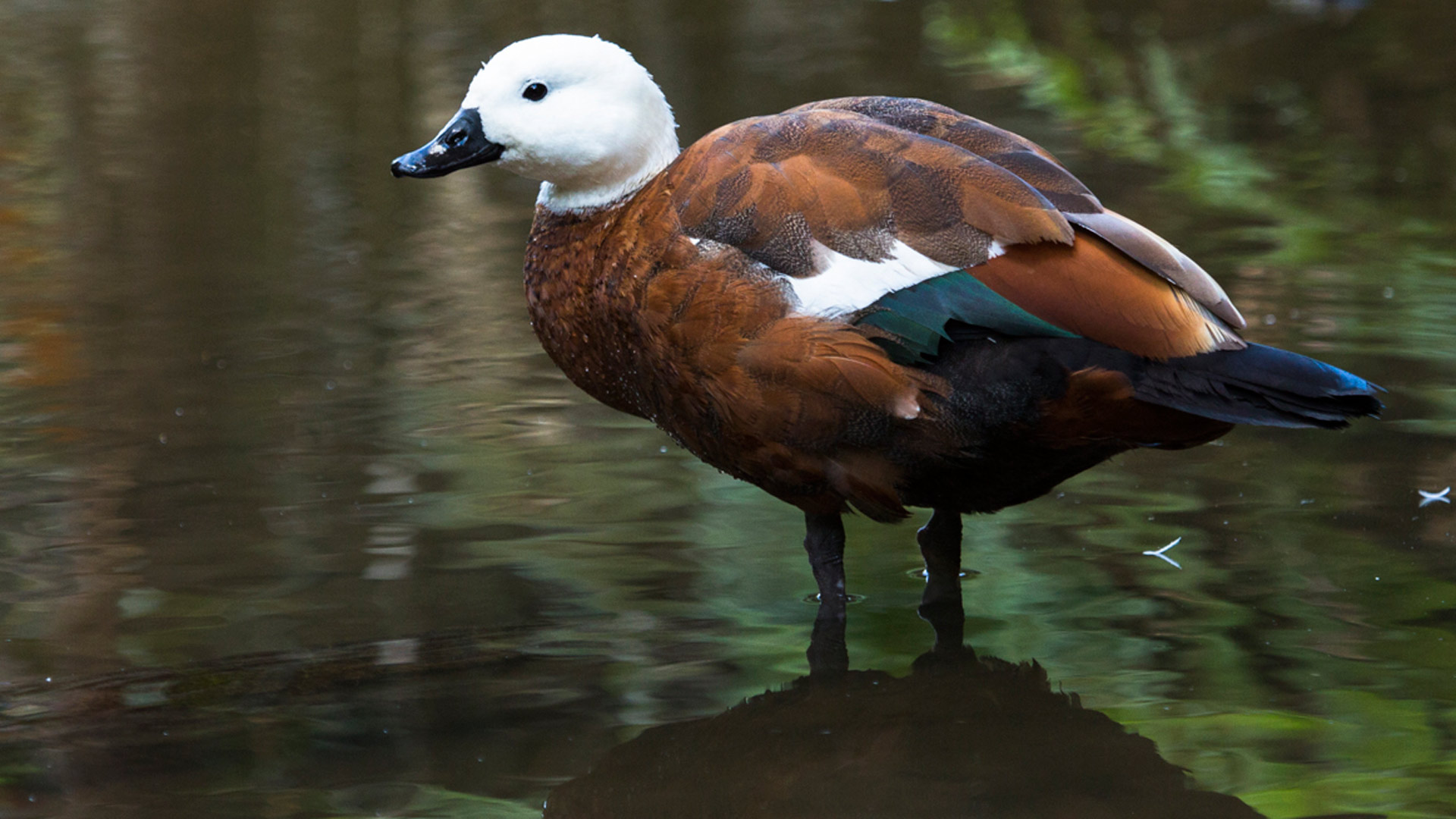 Paradise duck/pūtakitaki/pūtangitangi: New Zealand native wetland ...