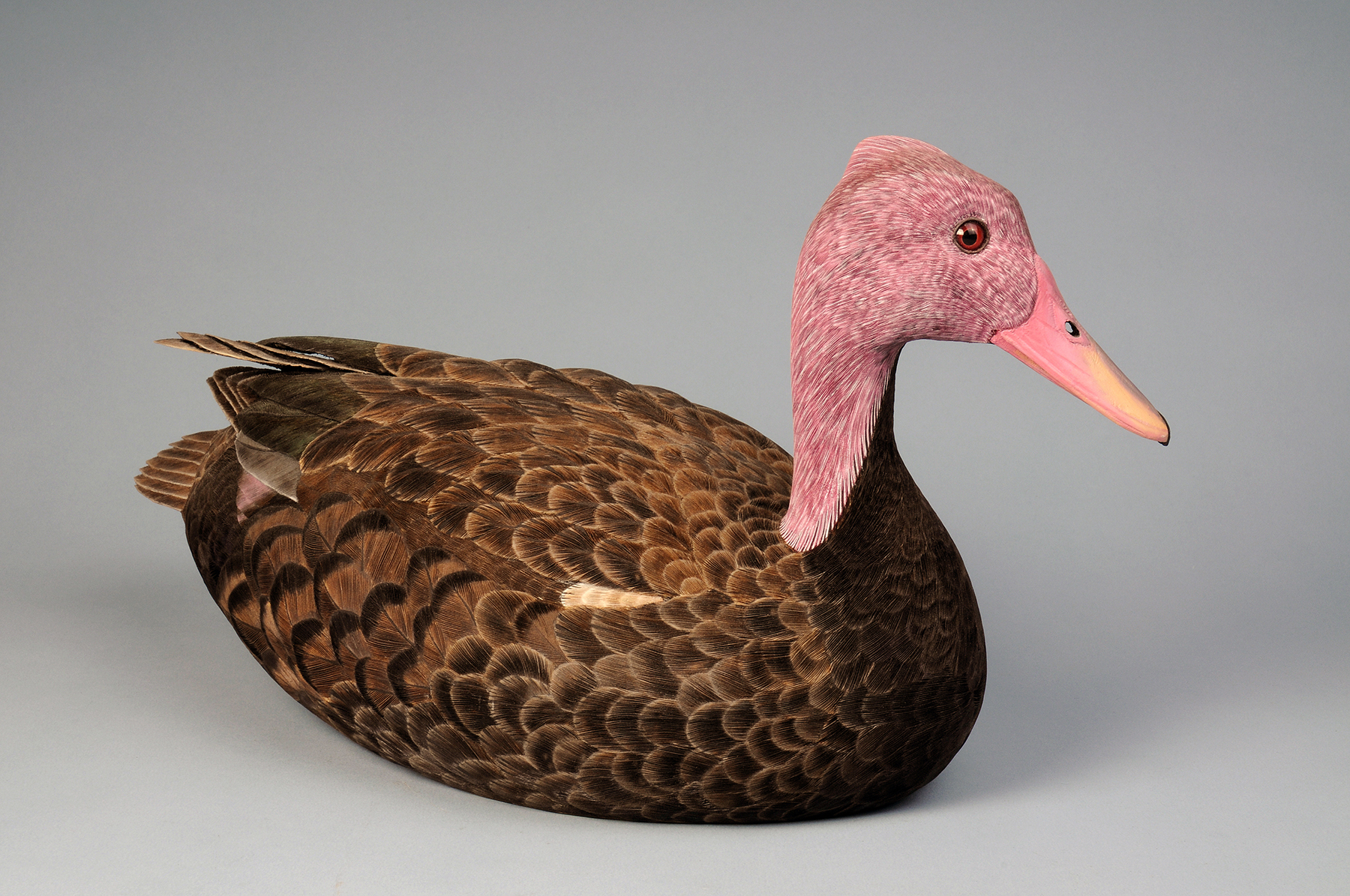Search for the Lost Pink-headed Duck Gets Underway in Myanmar ...