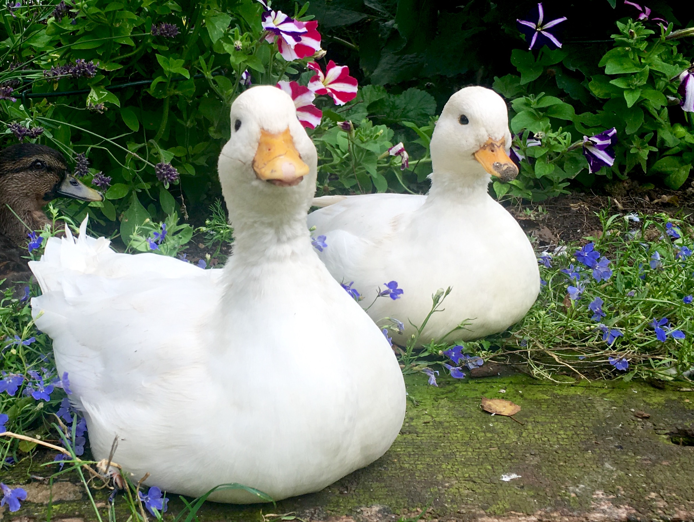 Call Duck For Sale | Ducks | Breed Information | Omlet