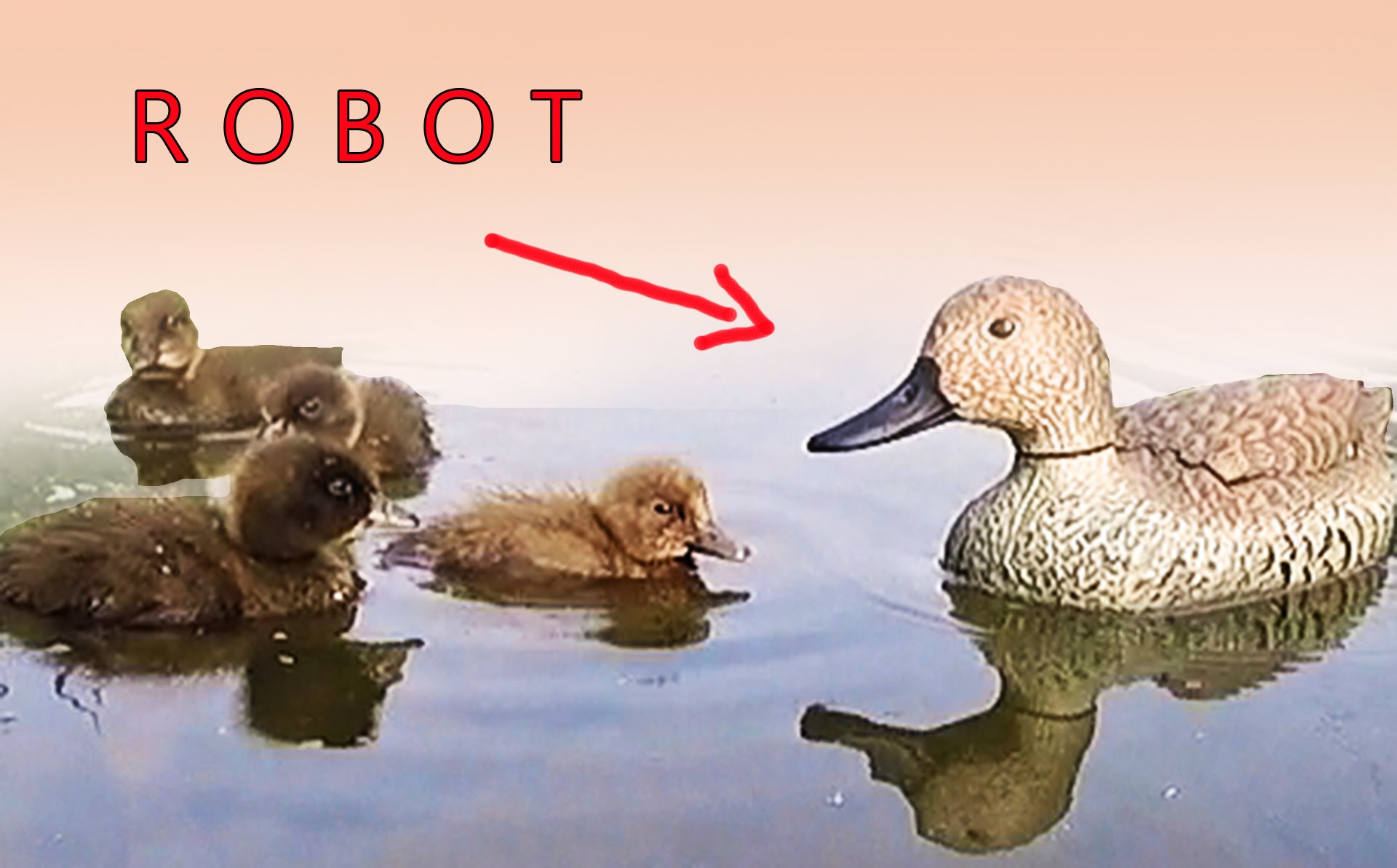 Robot duck !! My Mom.. - YouTube