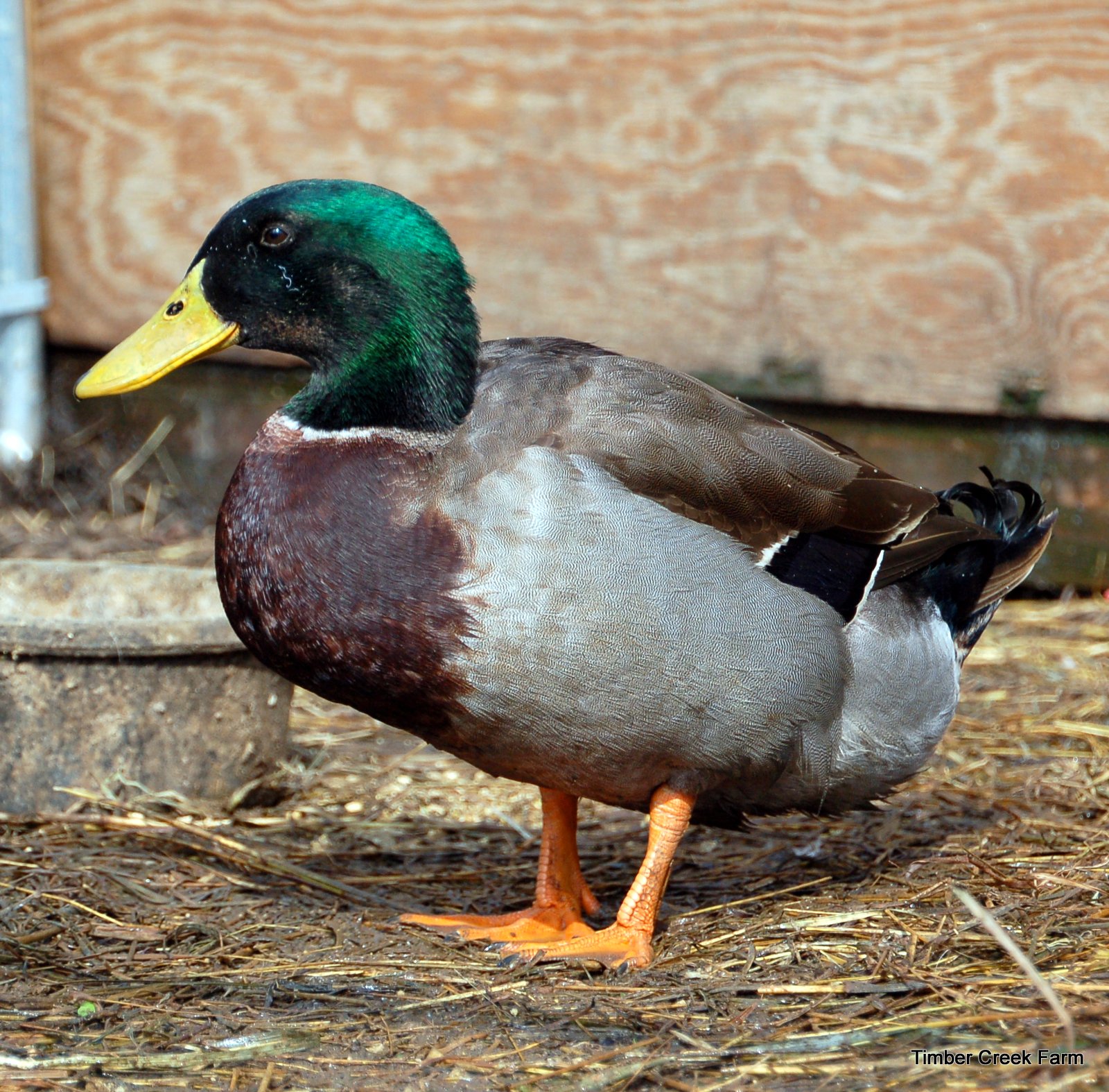 Free Range Ducks Pros and Cons - Timber Creek Farm