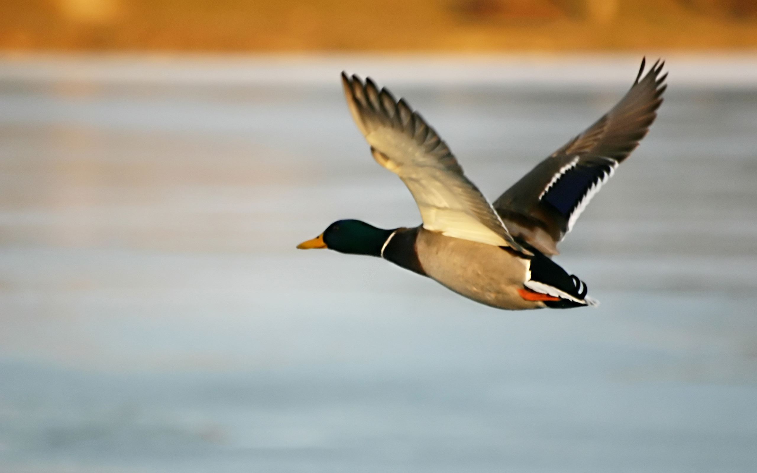 Duck Flight - Free HD Wallpaper Download