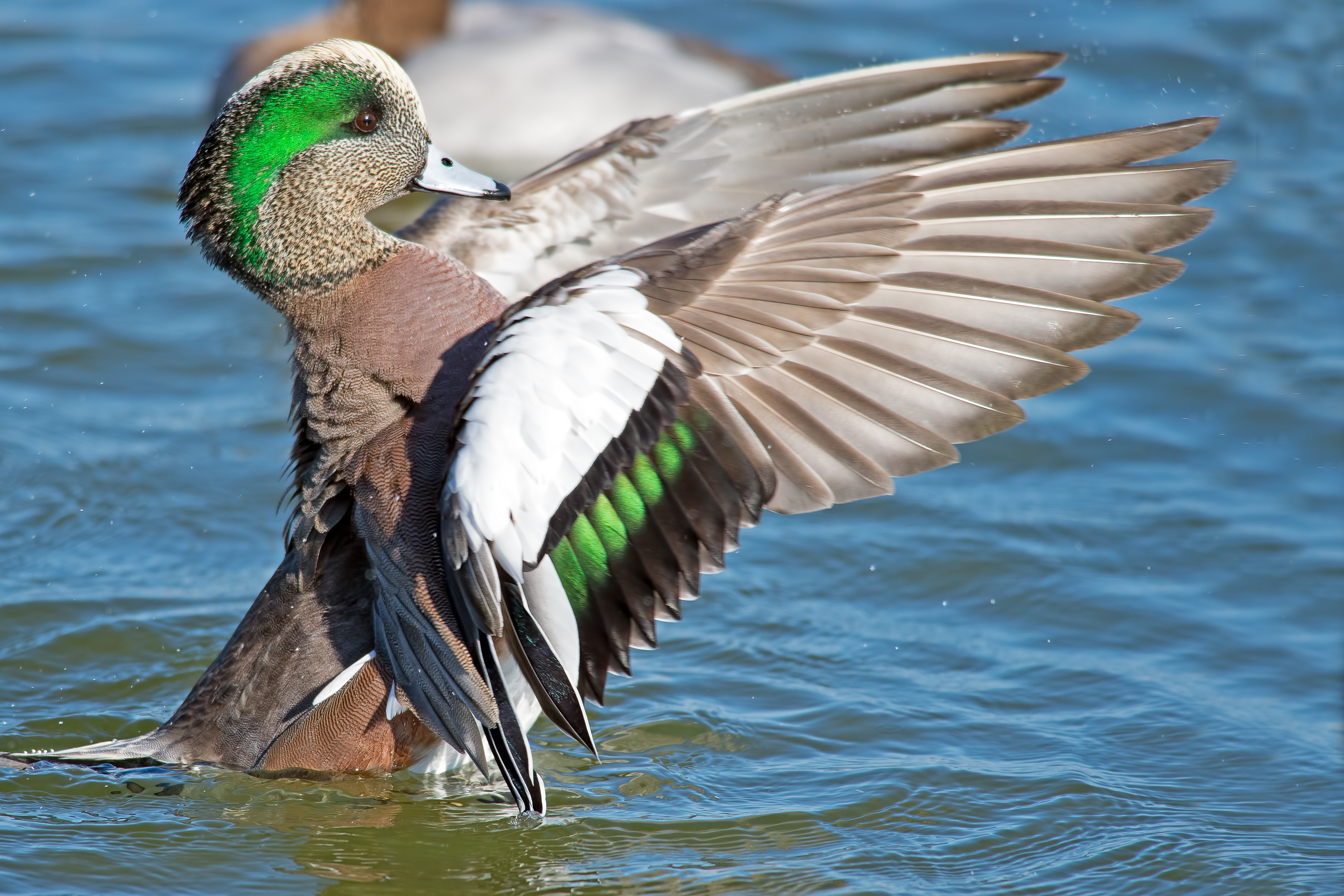 California Duck Hunting Seasons, Laws, and Locations for Public and ...
