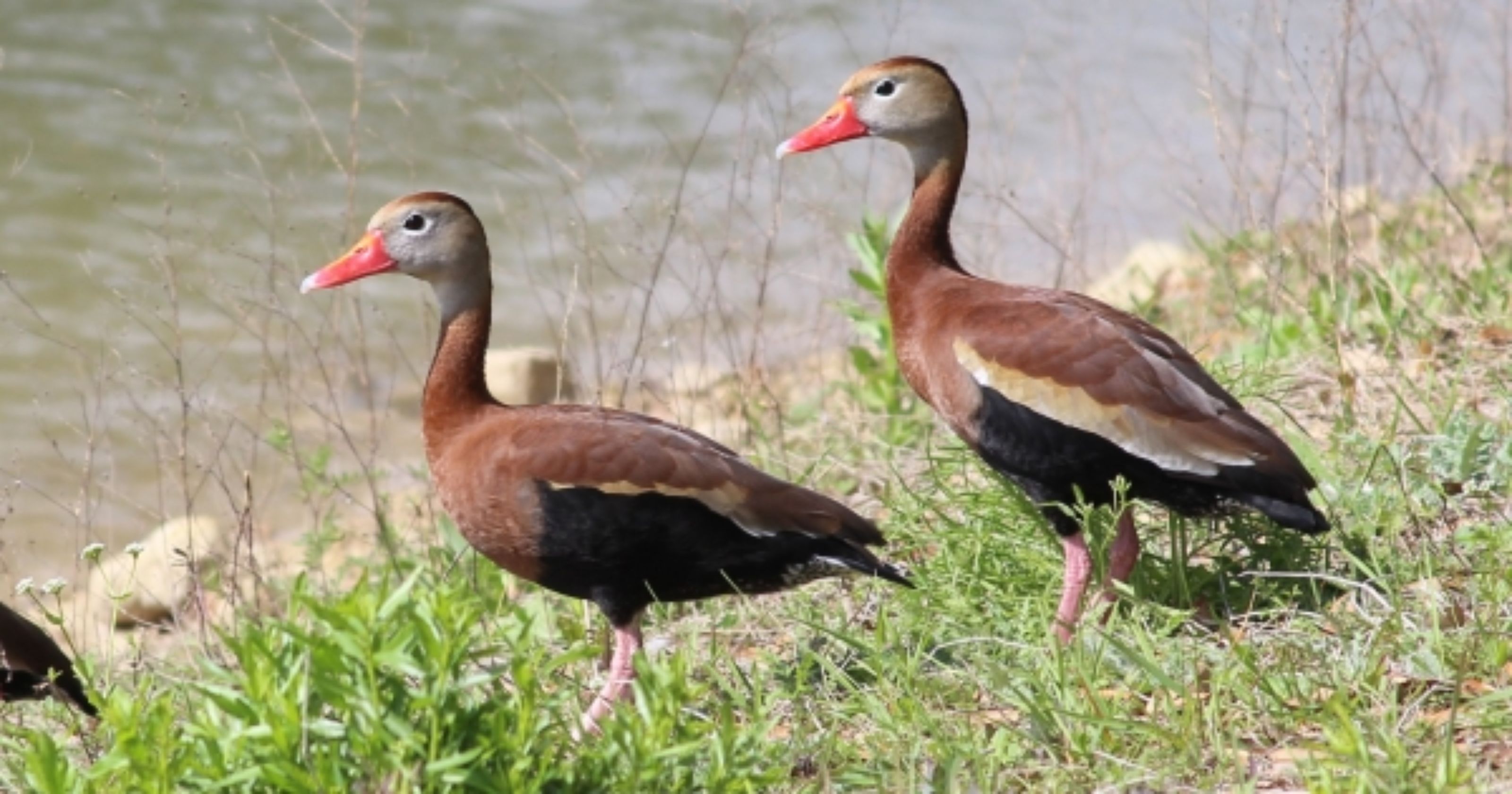 Black-bellied whistling duck may be expanding its range in Texas