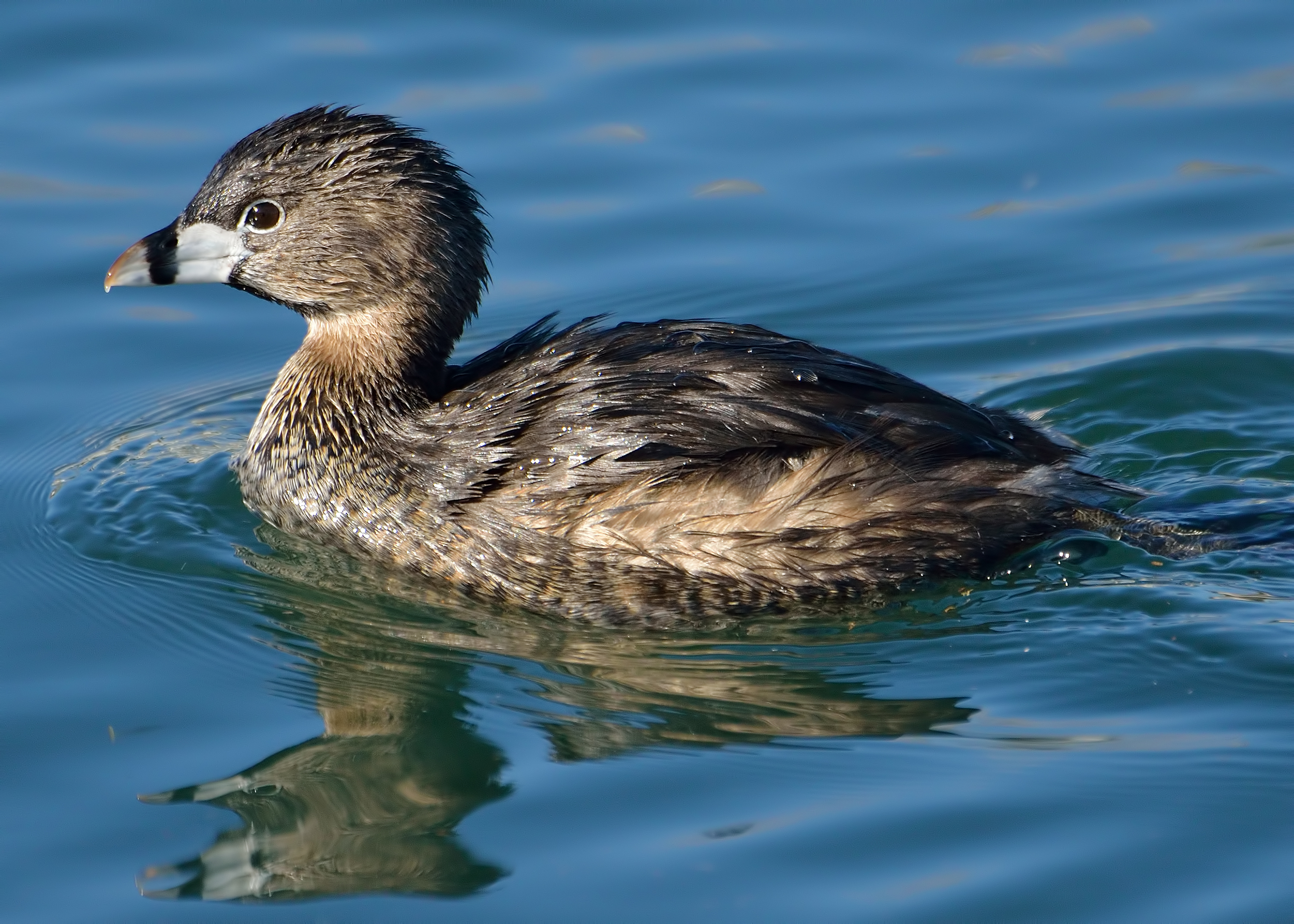 No Quack, No Waddle, No Duck - Shoal Creek Conservancy