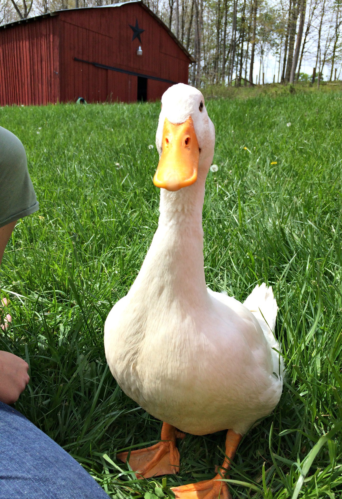 Coop Training a Duck – The Farm Barbie – Real Food for Health & Wellness
