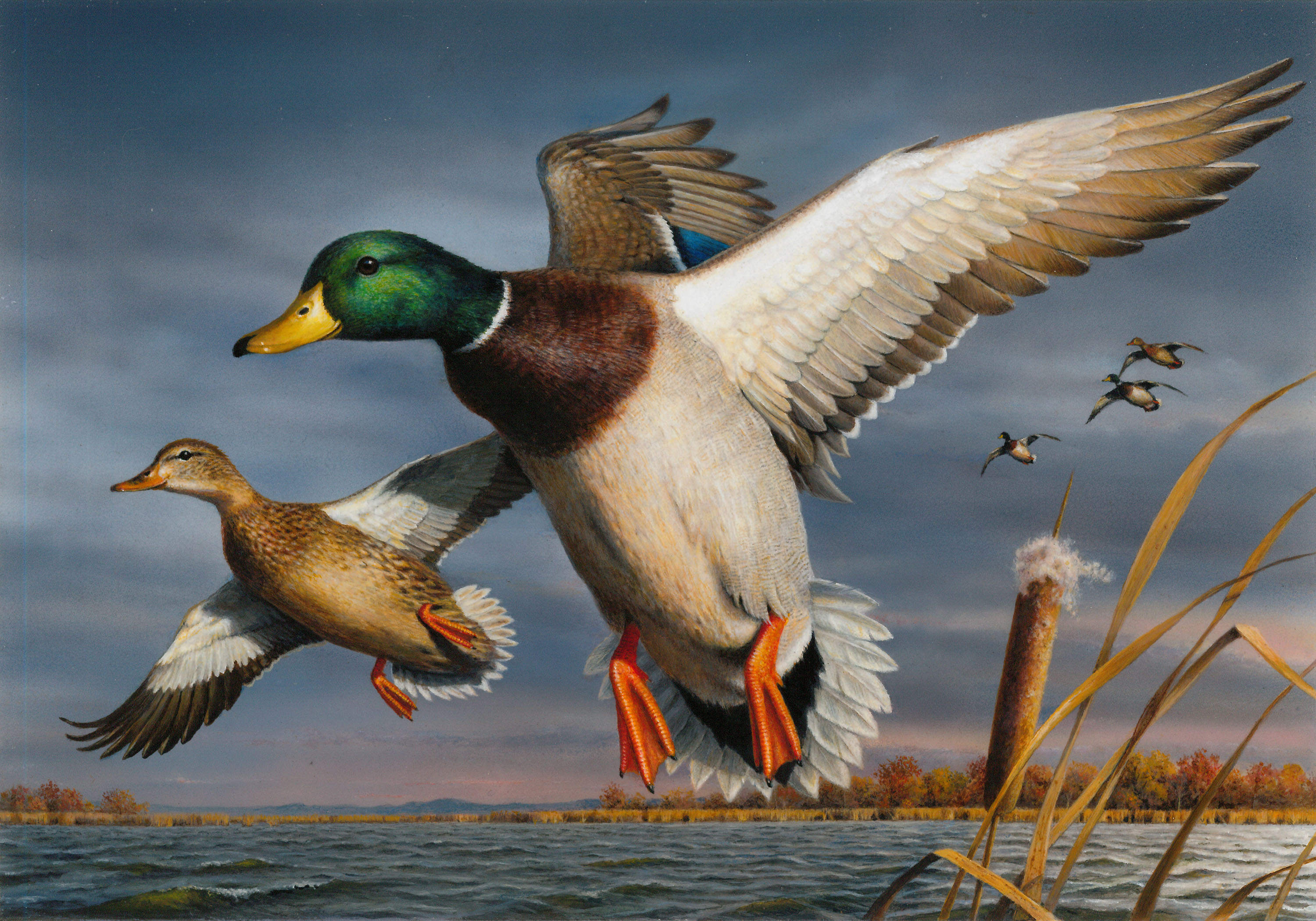 Another U.S. Duck Stamp Contest, Another Hautman Win - Delta Waterfowl