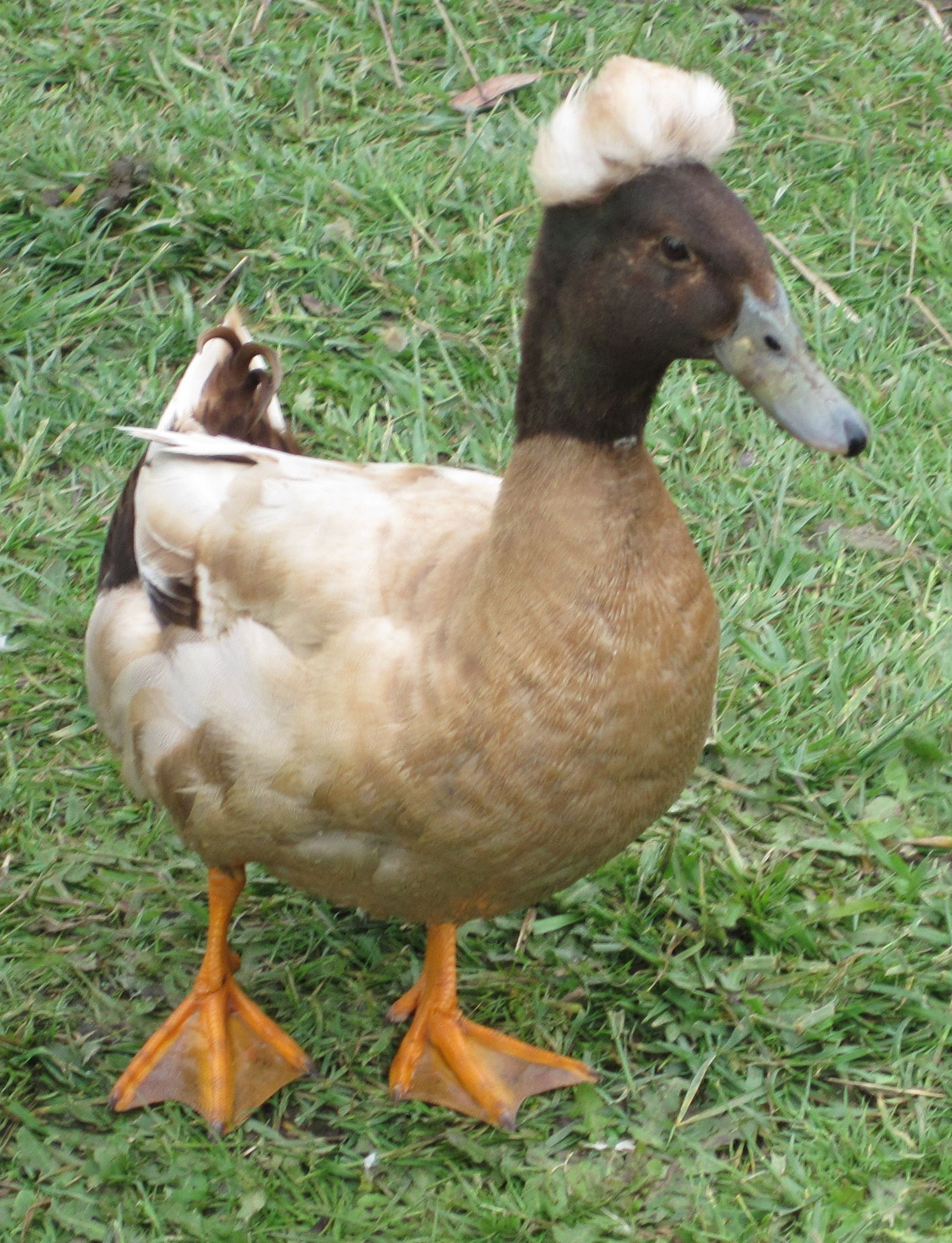 Crested Khaki Campbell ..a hybrid duck with a crest (that looks like ...