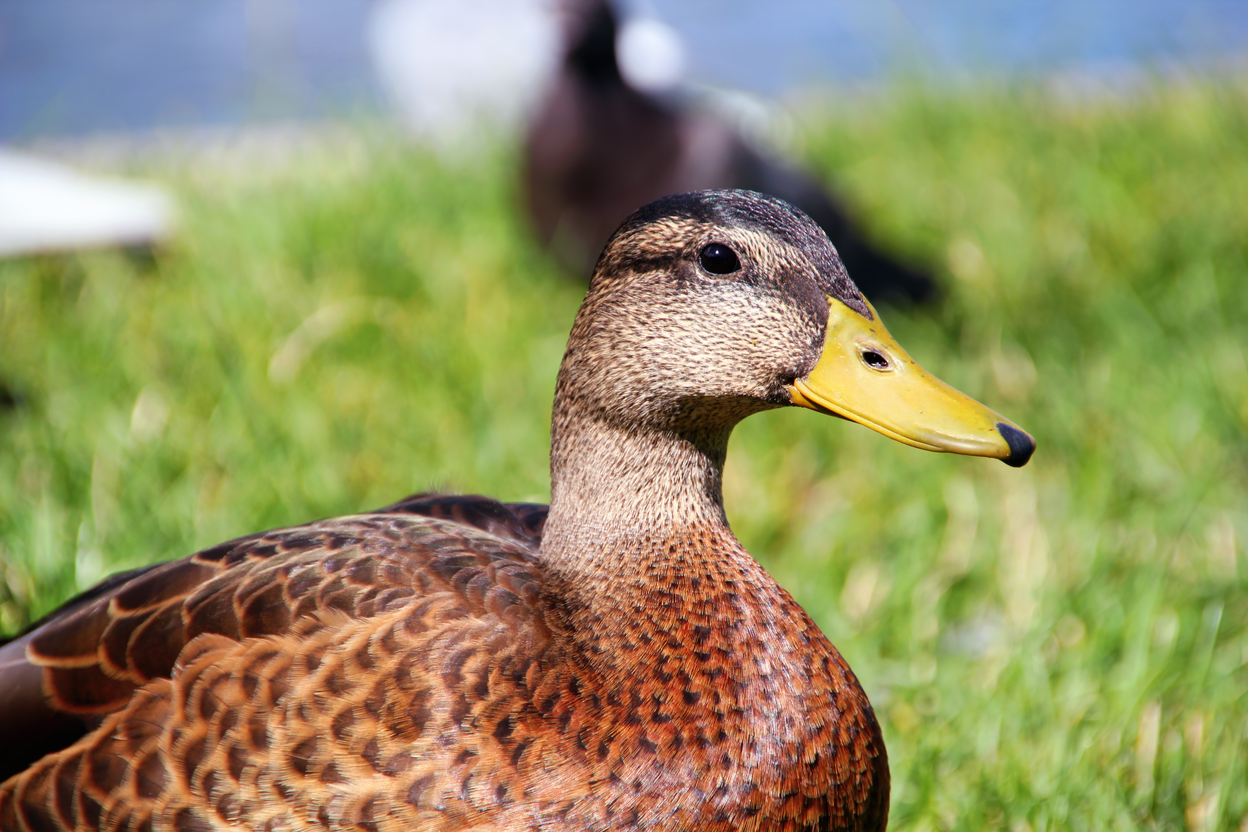 Duck, Animal, Bird, Brown, Color, HQ Photo