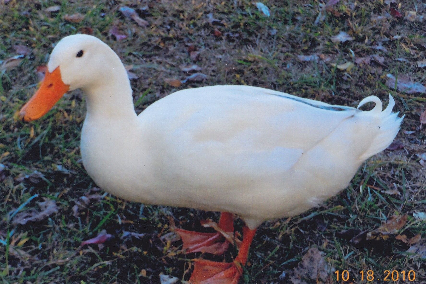 White Pekin Ducks - Waterfowl Hatchery | Cackle Hatchery