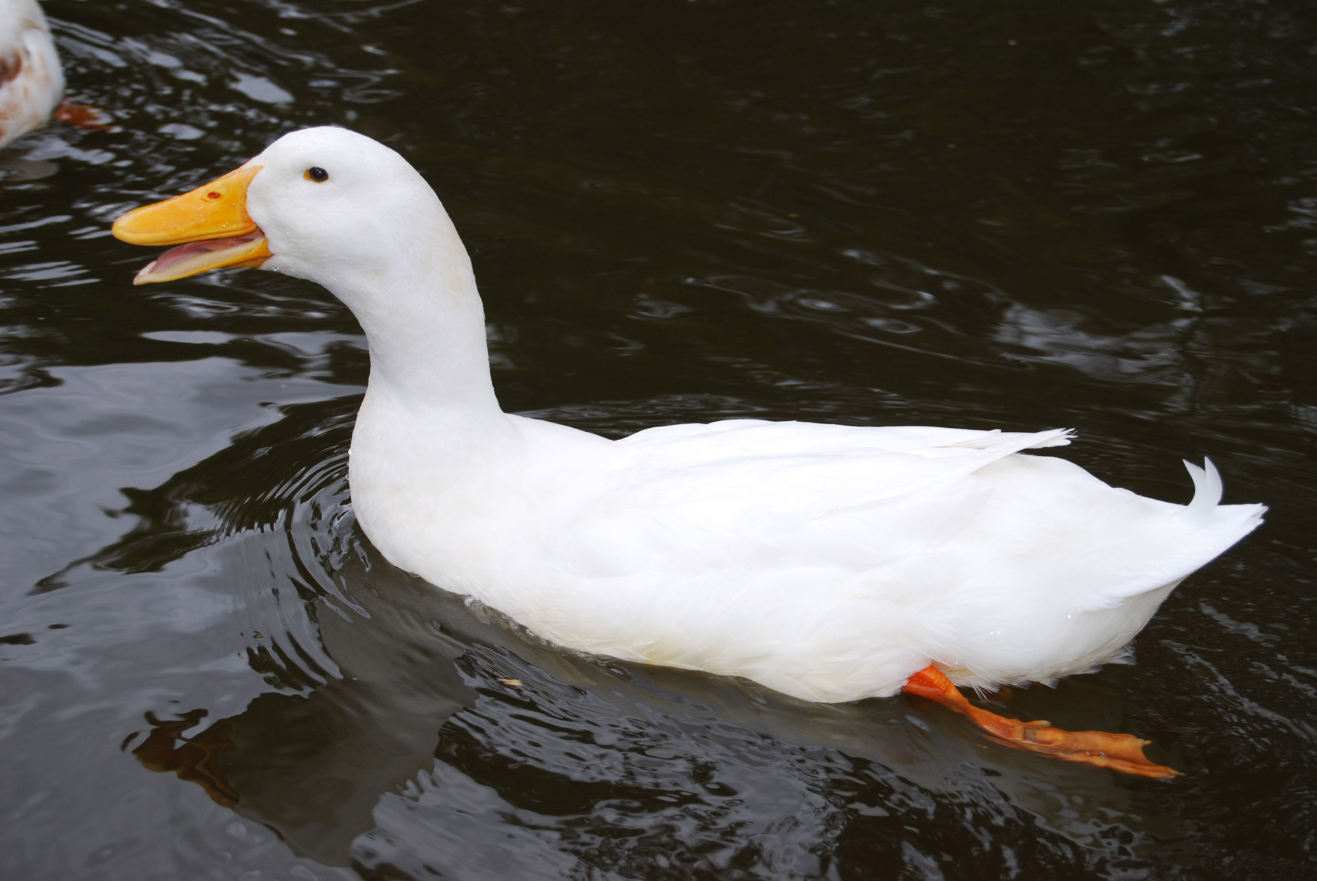 Duck swimming photo