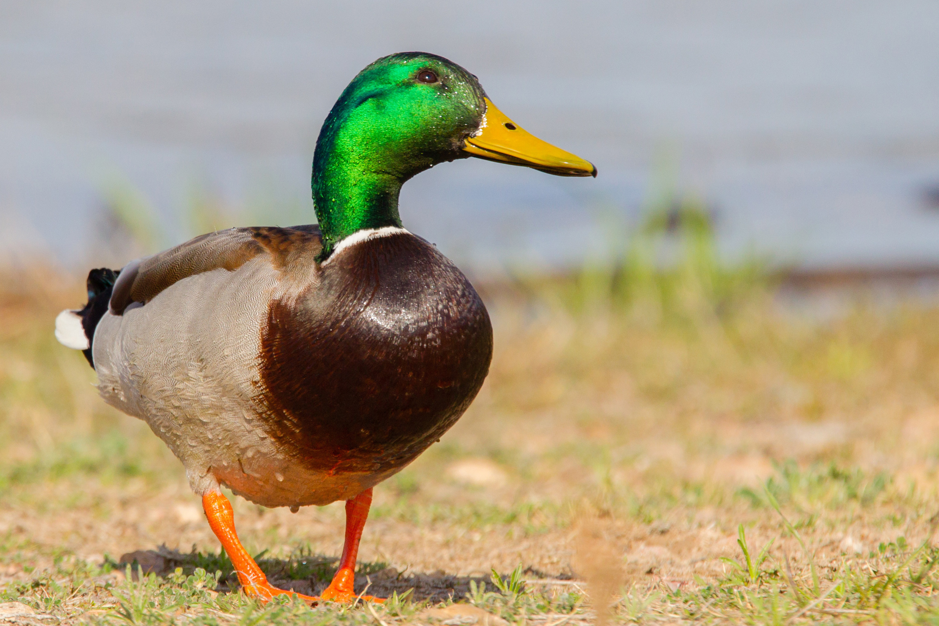 Duck quacks are safer and less stressful than car horns: study
