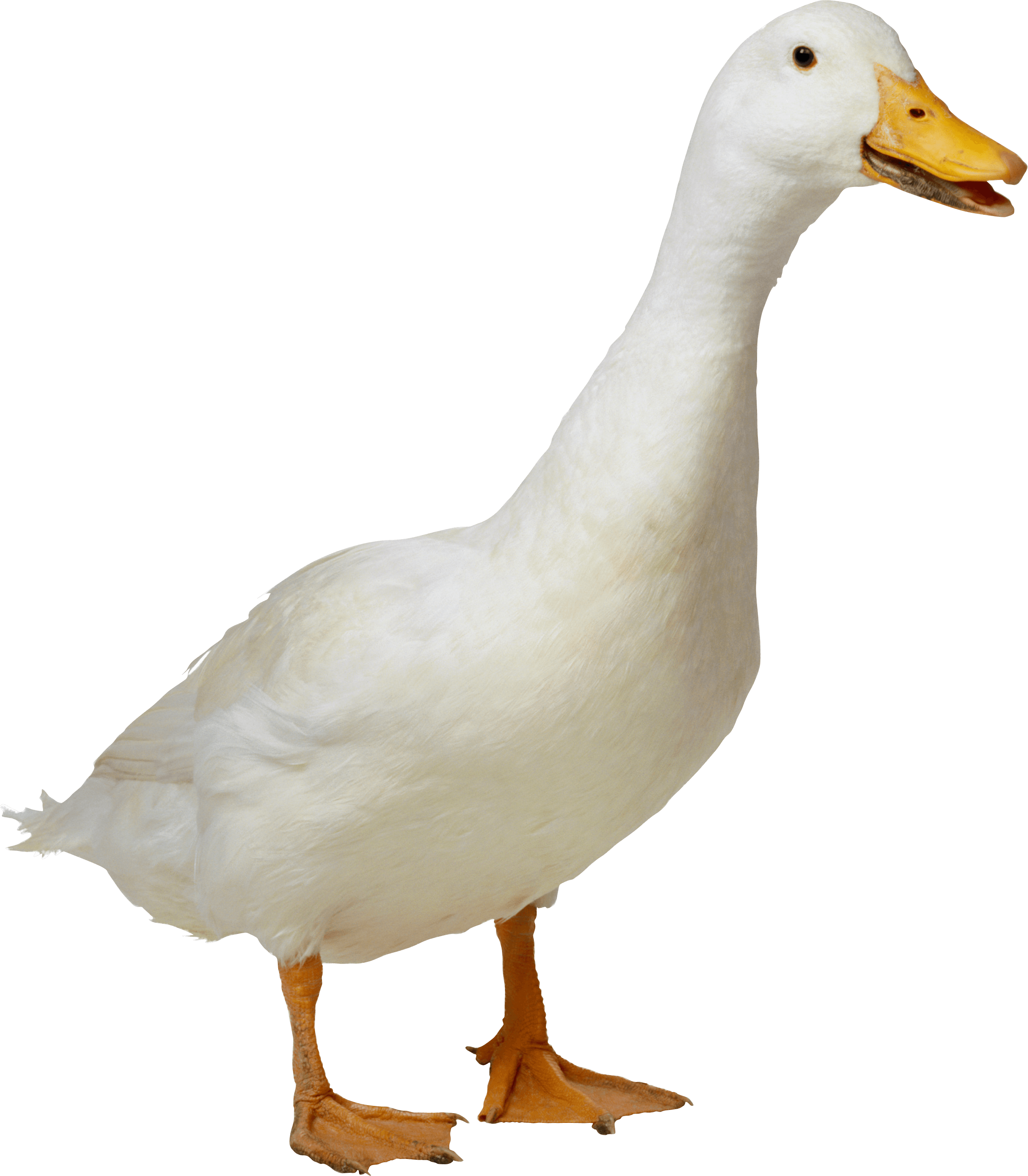 White Duck transparent PNG - StickPNG