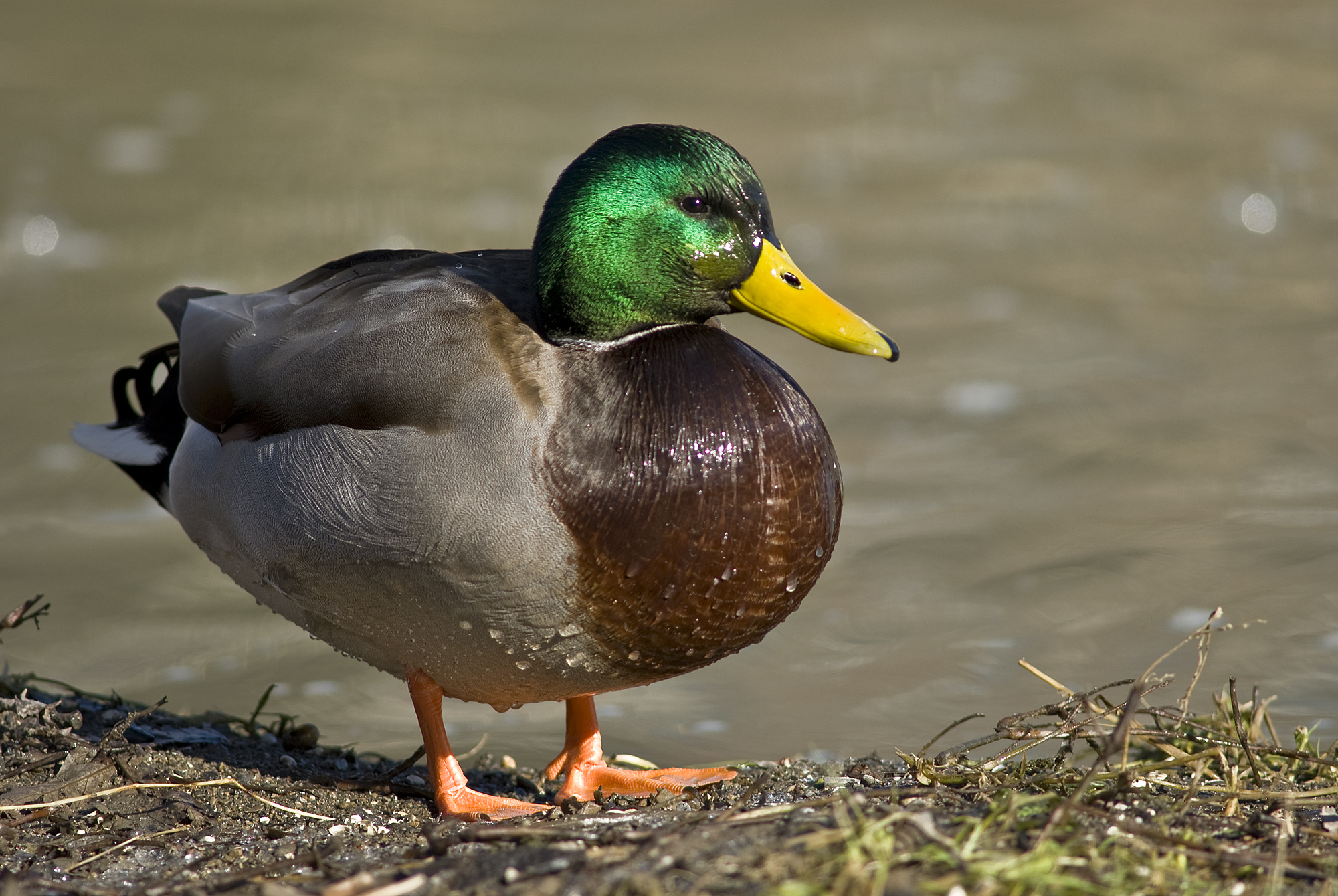 File:Male mallard duck 2.jpg - Wikimedia Commons