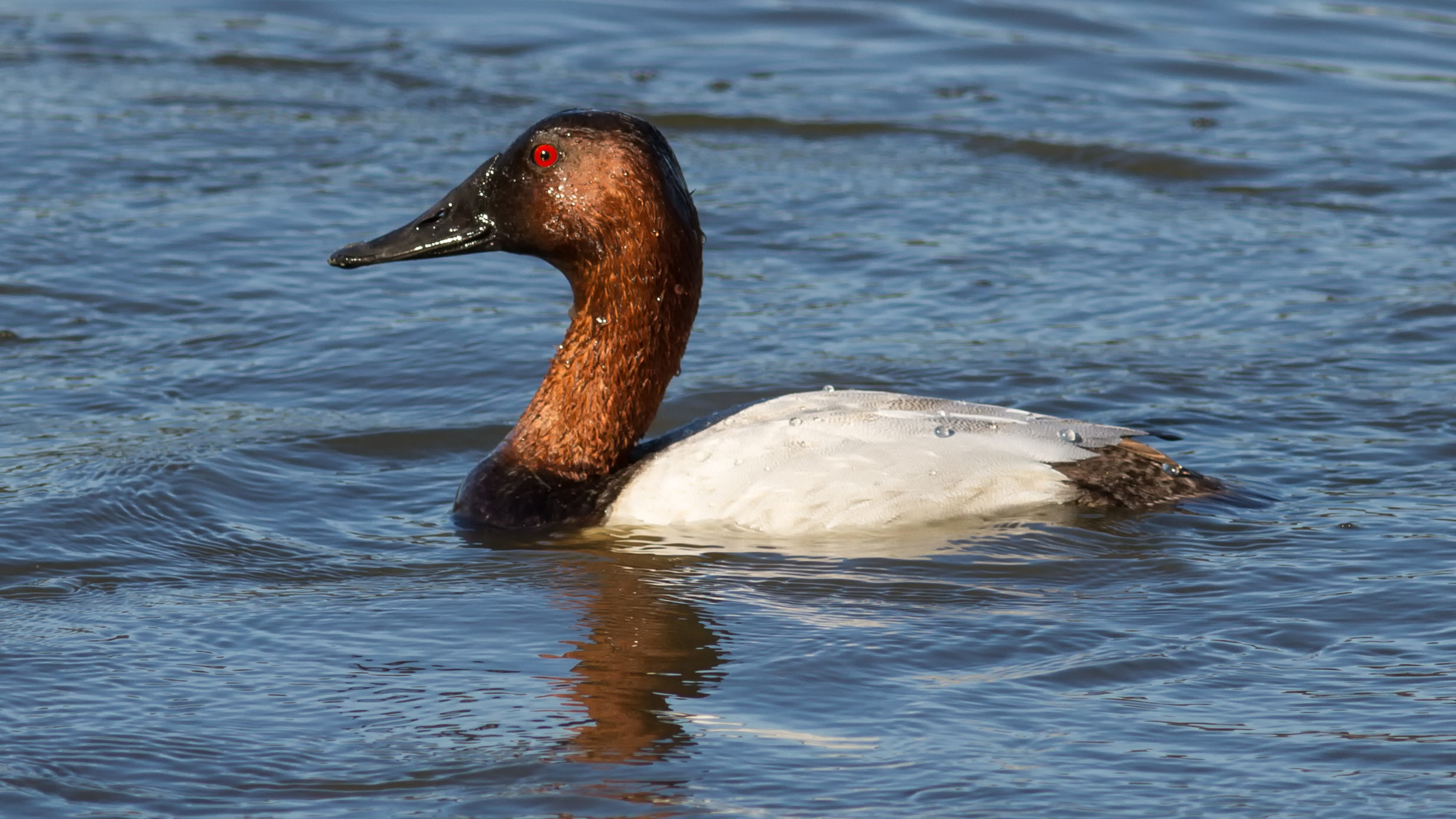 Epic Duck: The Story of the Canvasback – Cool Green Science