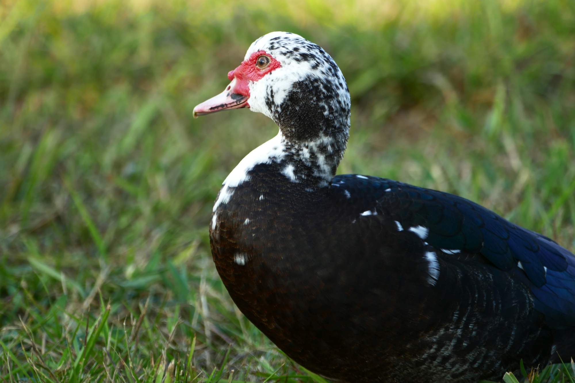 The Muscovy Duck – Raising Ducks