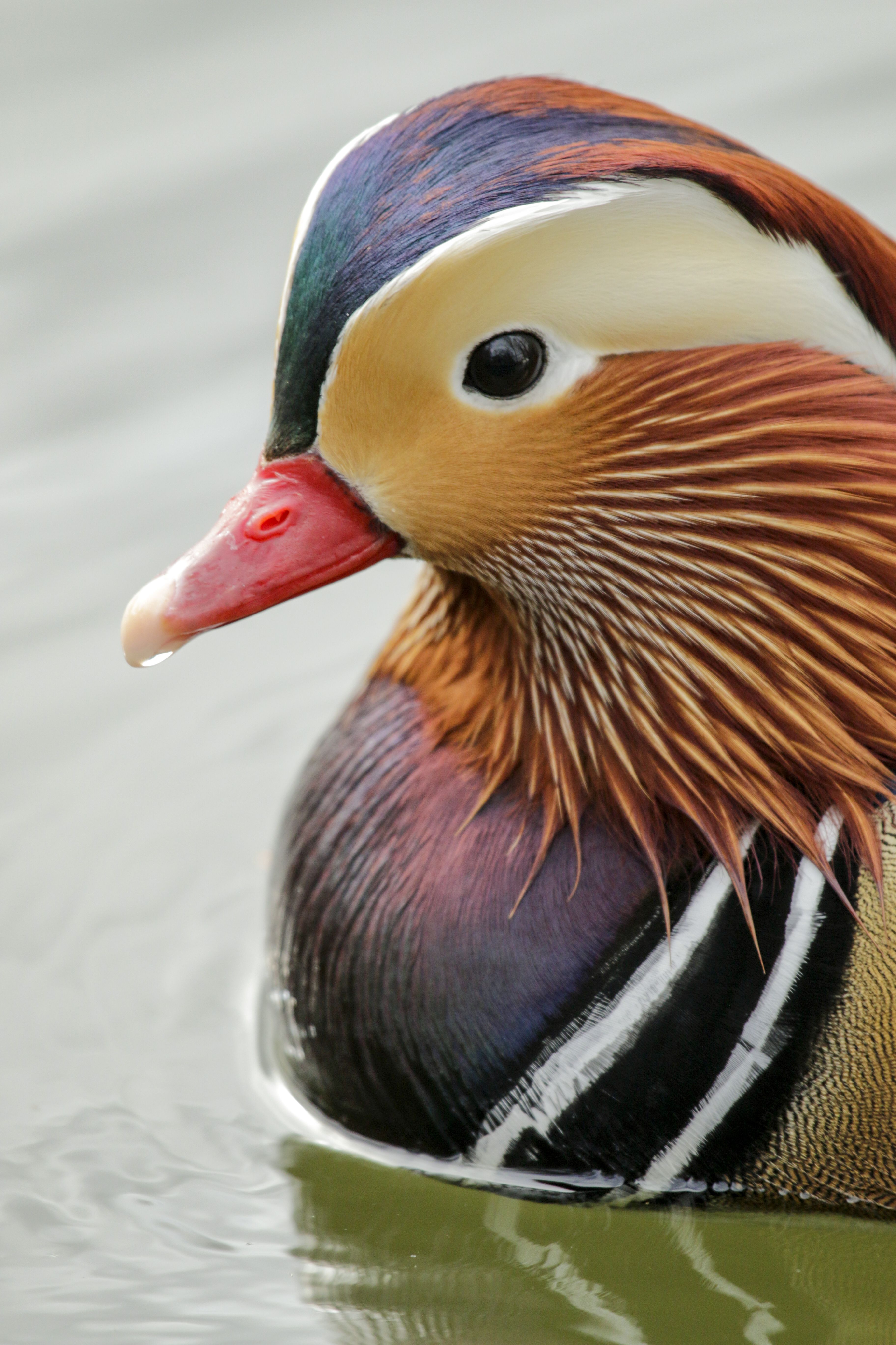 Everything You Ever Wanted to Know About Ducks