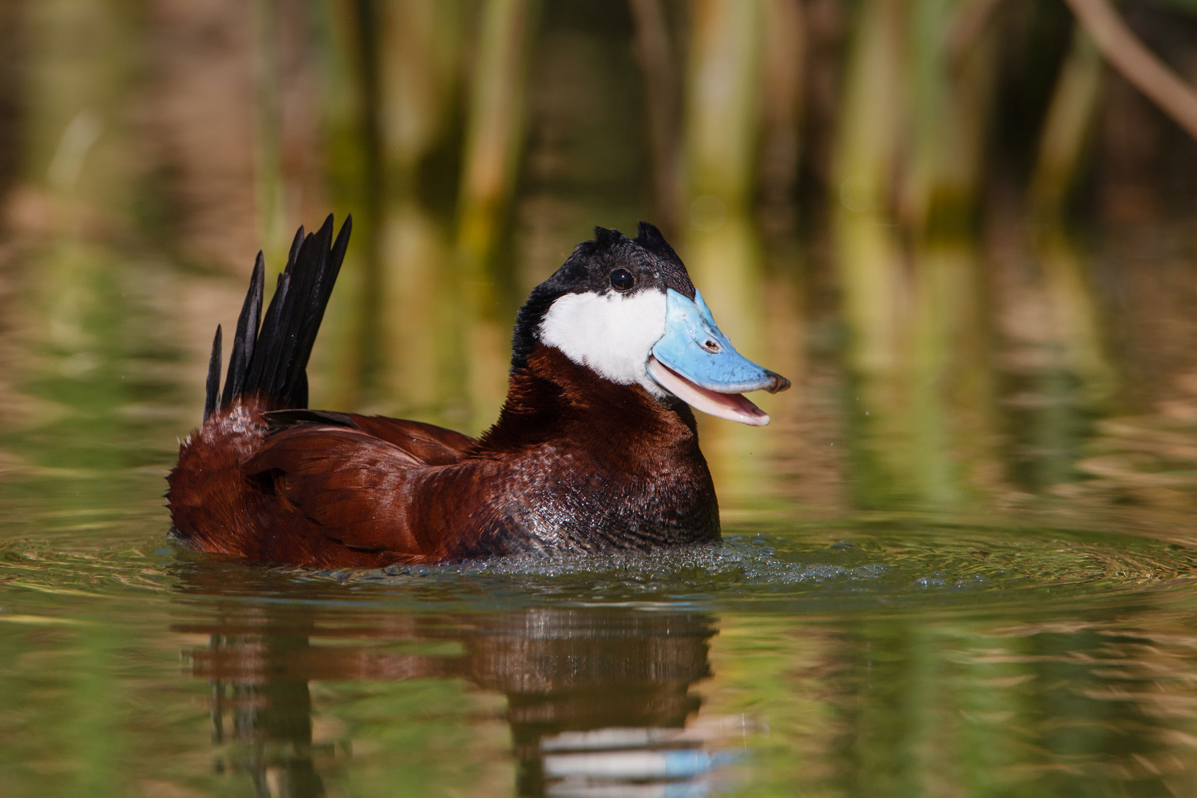How to Take the Best Duck Photos | Audubon