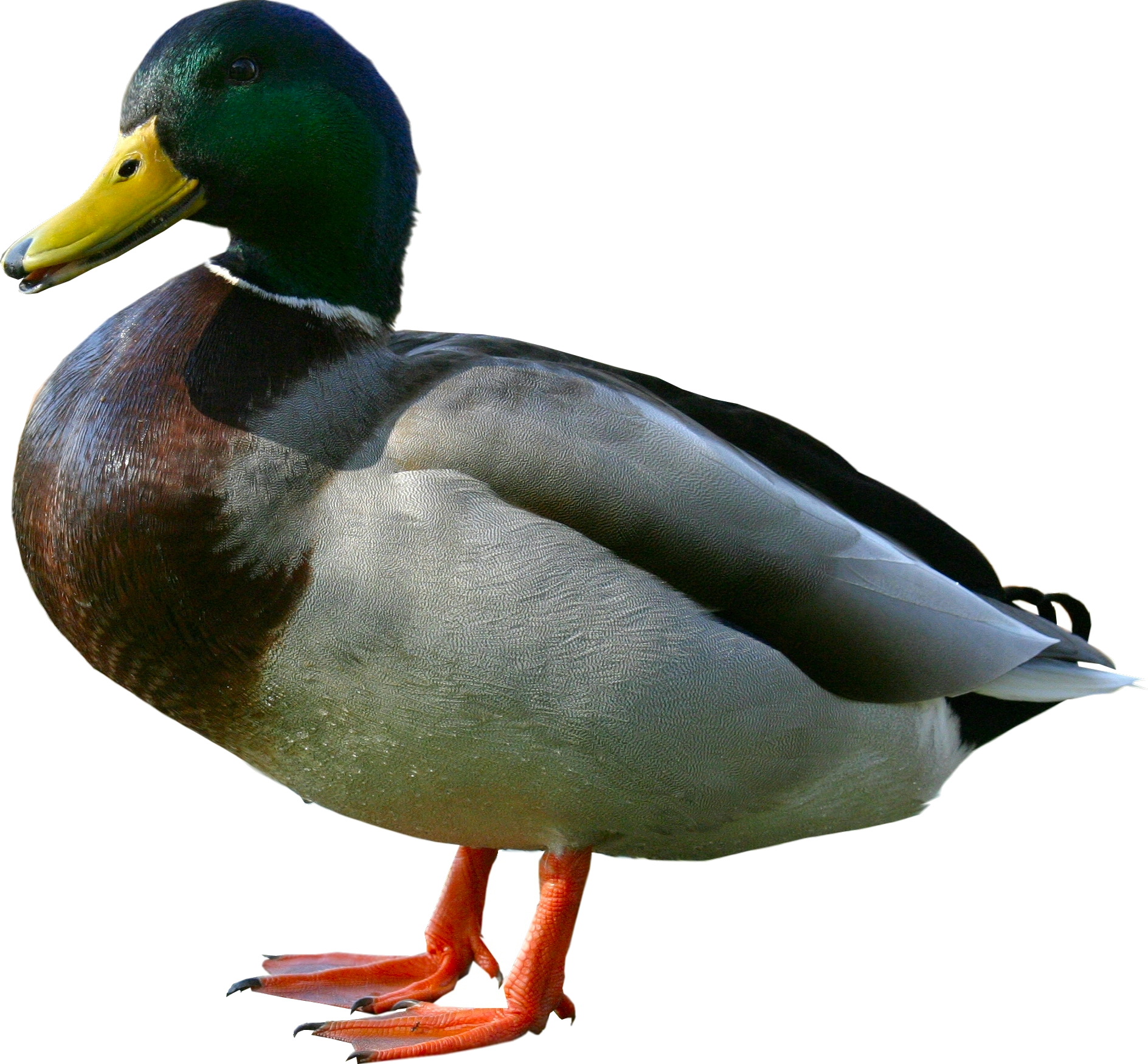 Image - Random duck.png | Russmarrs2 Rise of Sqeegee Wiki | FANDOM ...