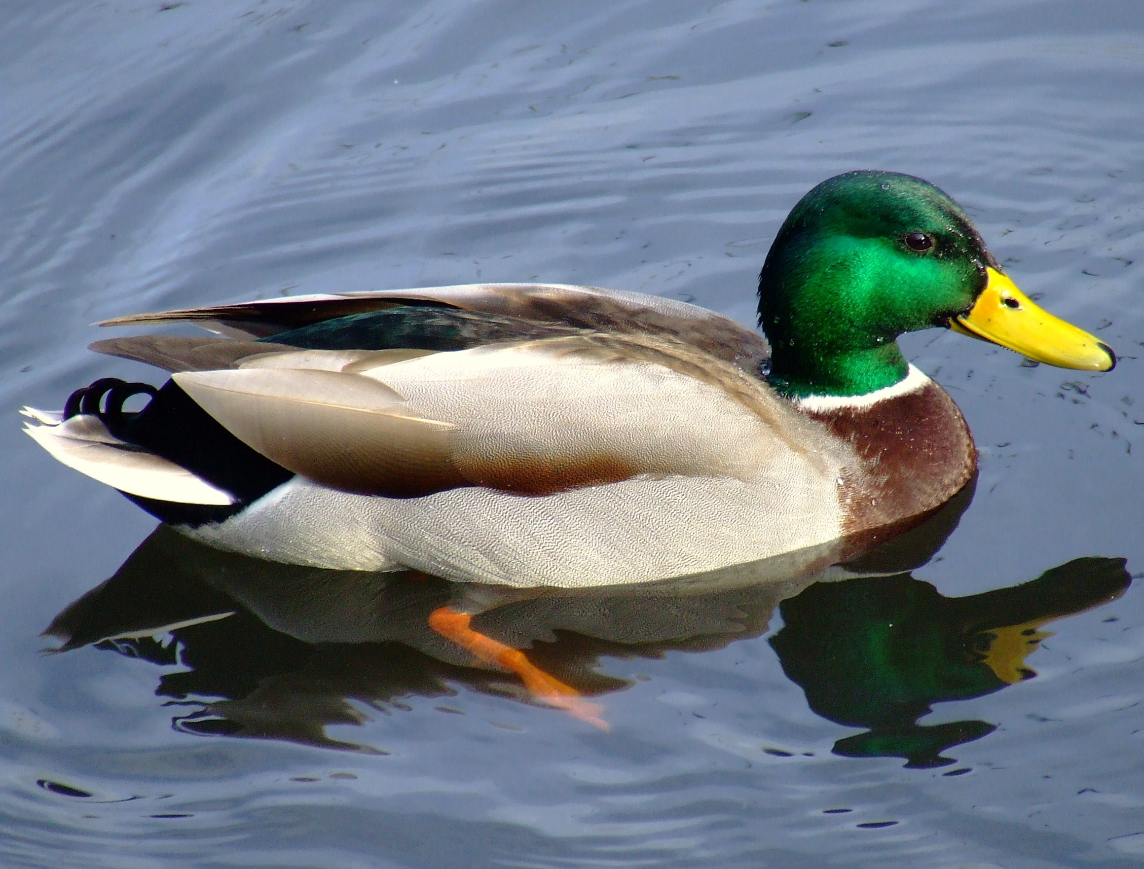 Duck test - Wikiwand