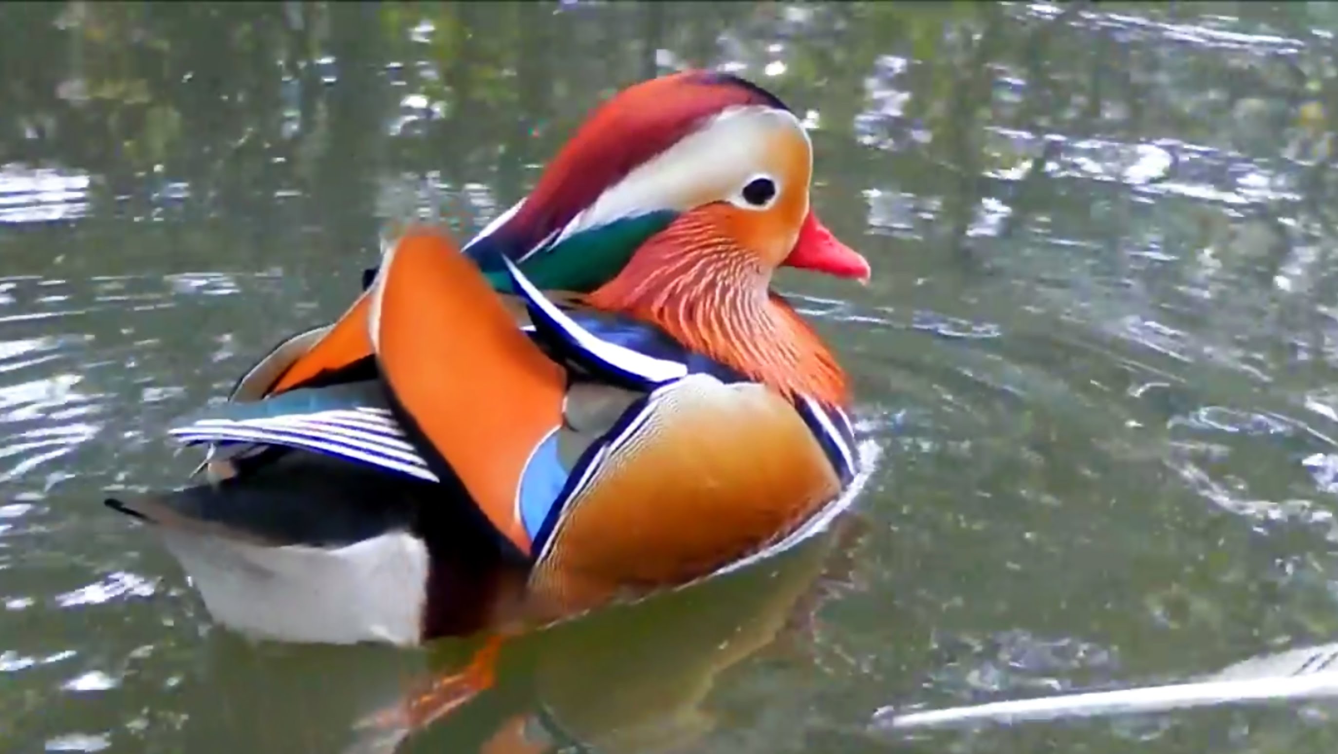 Mandarin Duck on the Move - YouTube