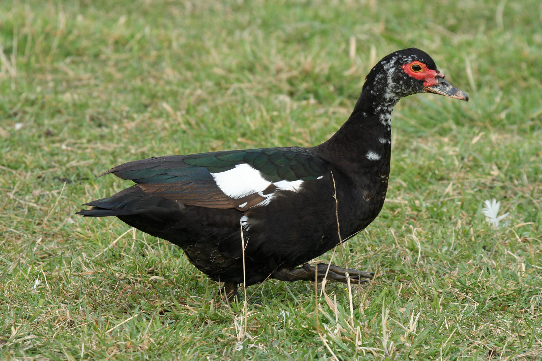 Muscovy duck | New Zealand Birds Online