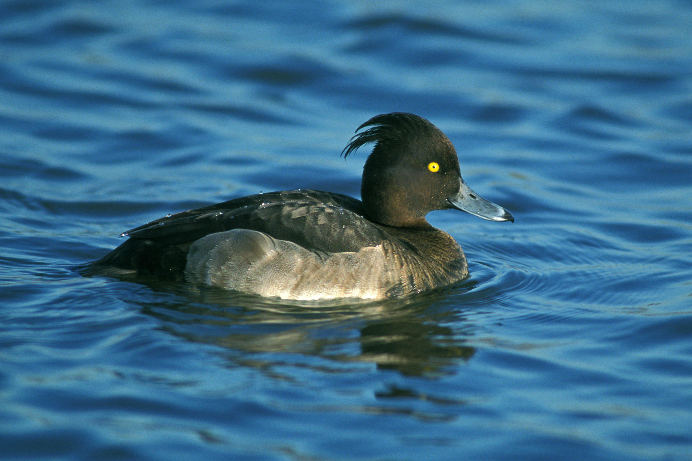 Tufted Duck | Audubon Field Guide