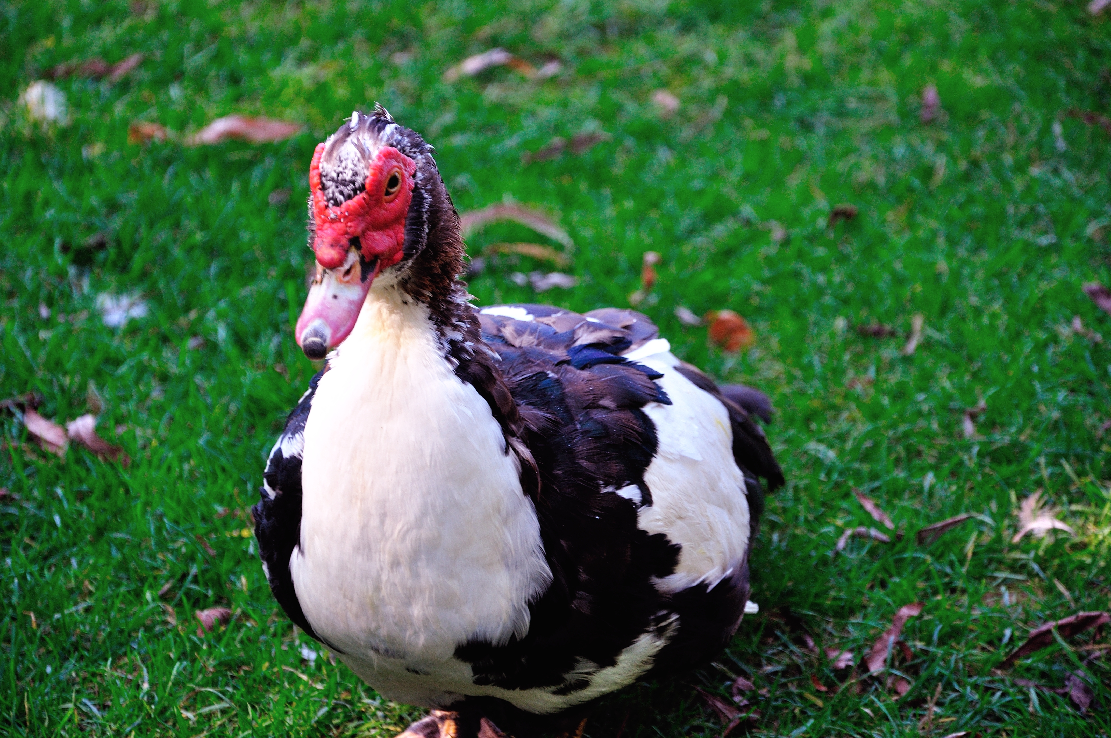 What Are Some Adaptations of a Duck? | Sciencing