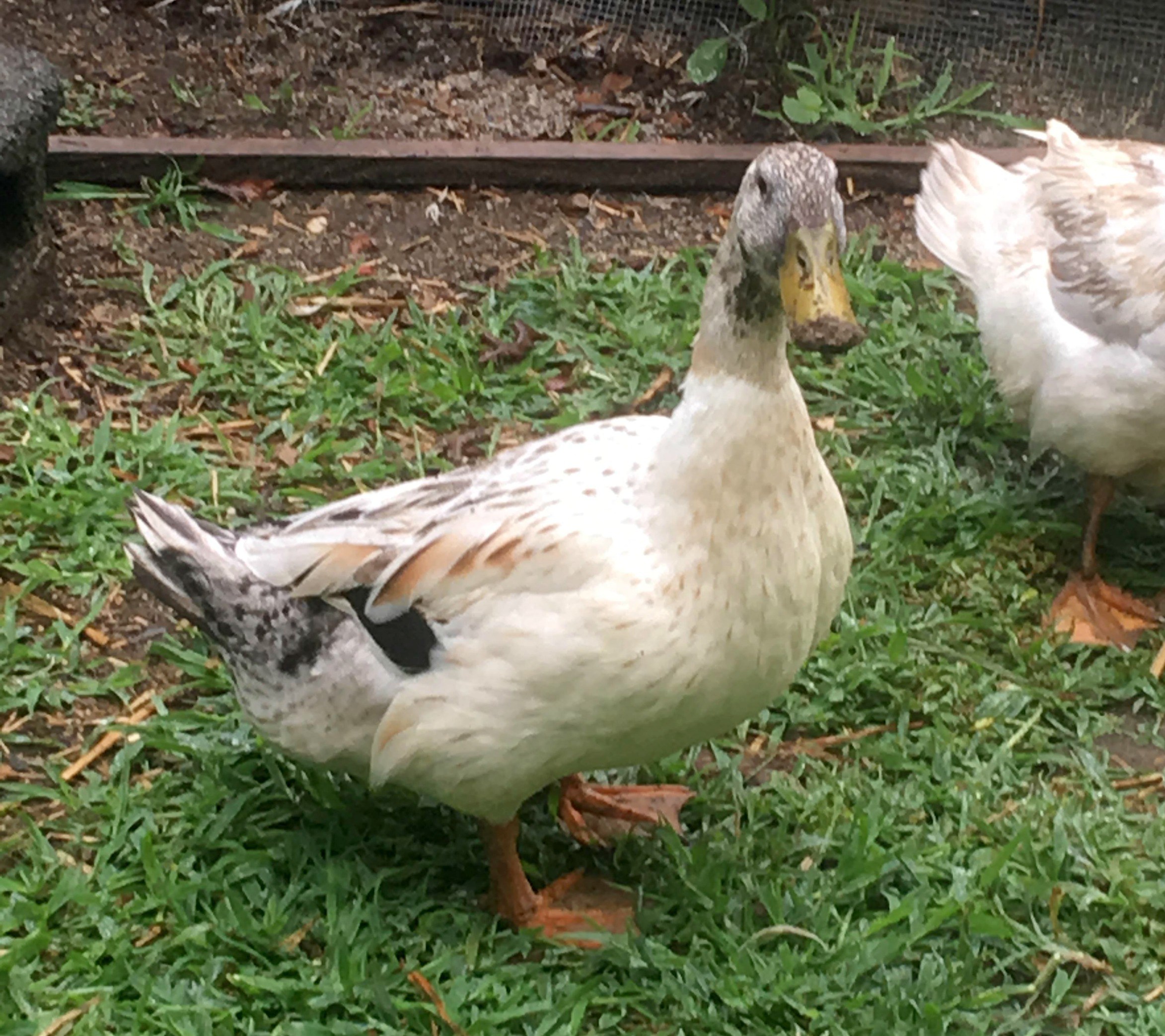 Duck Molting - The Cape Coop