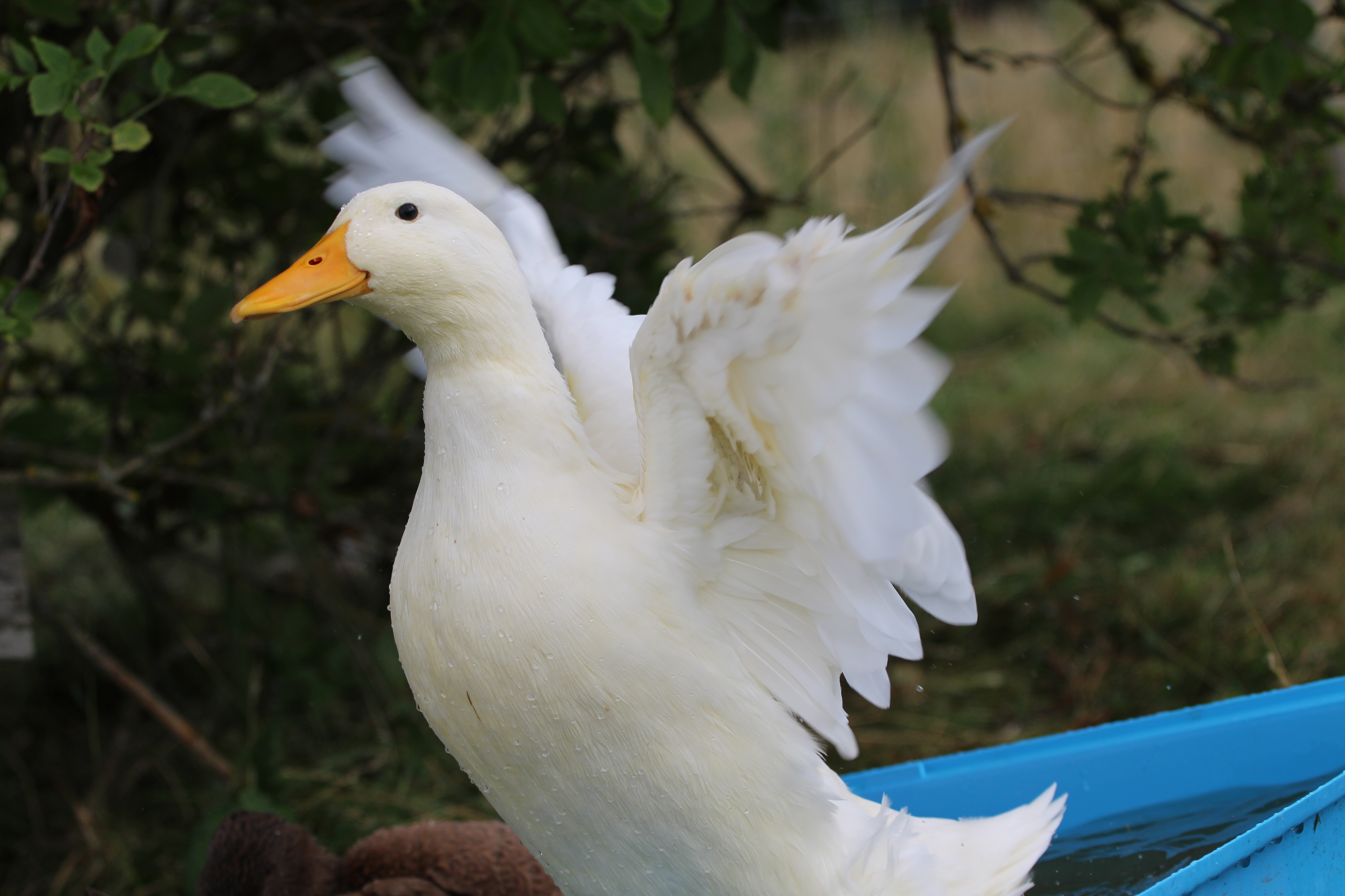 Pekin Duck For Sale | Ducks | Breed Information | Omlet