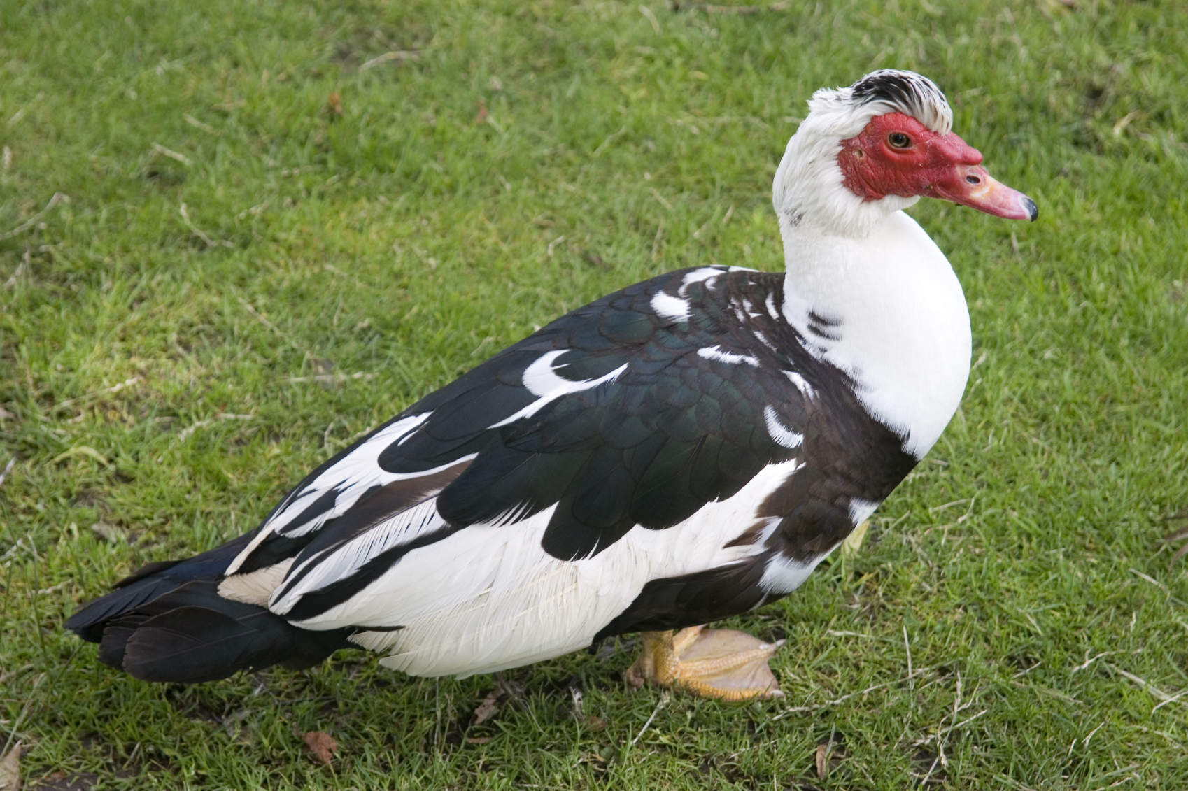 The Magnificent Muscovy Duck - Countryside Network