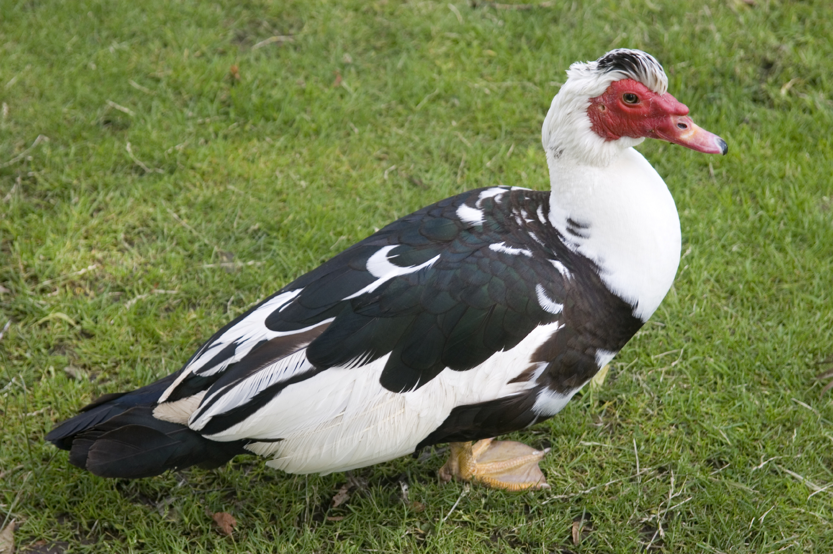 Free Photo Muscovy Ducks Bird Birds Brown Free Download Jooinn