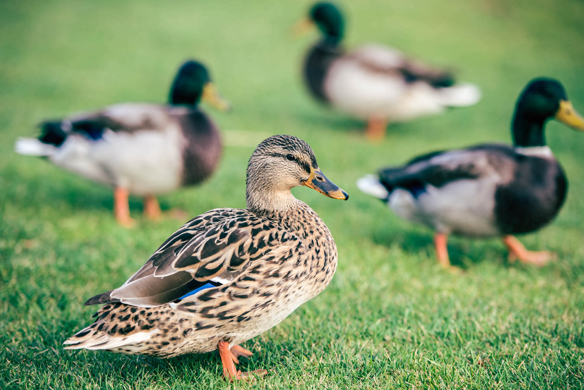 The Best Duck Breeds for Beginners - Weed 'em & Reap